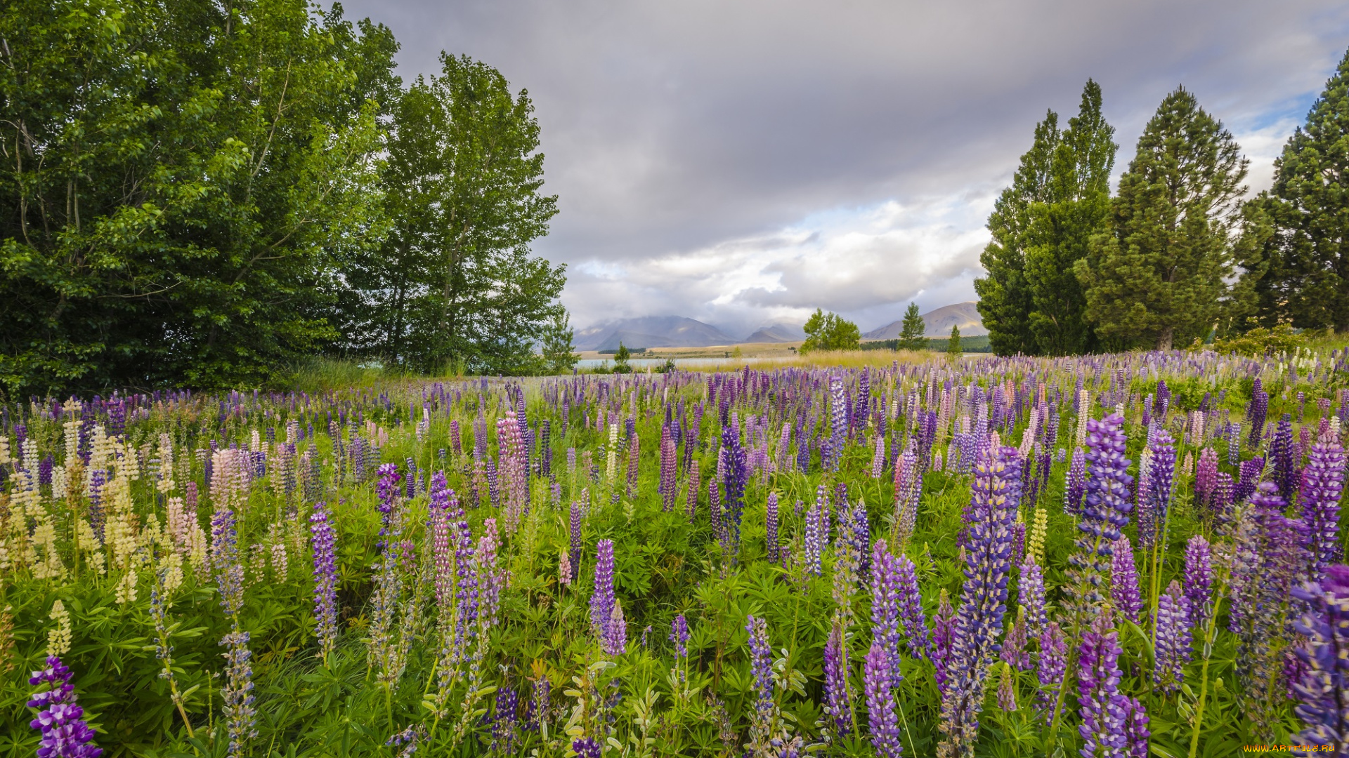 природа, луга, трава, цветы, луг