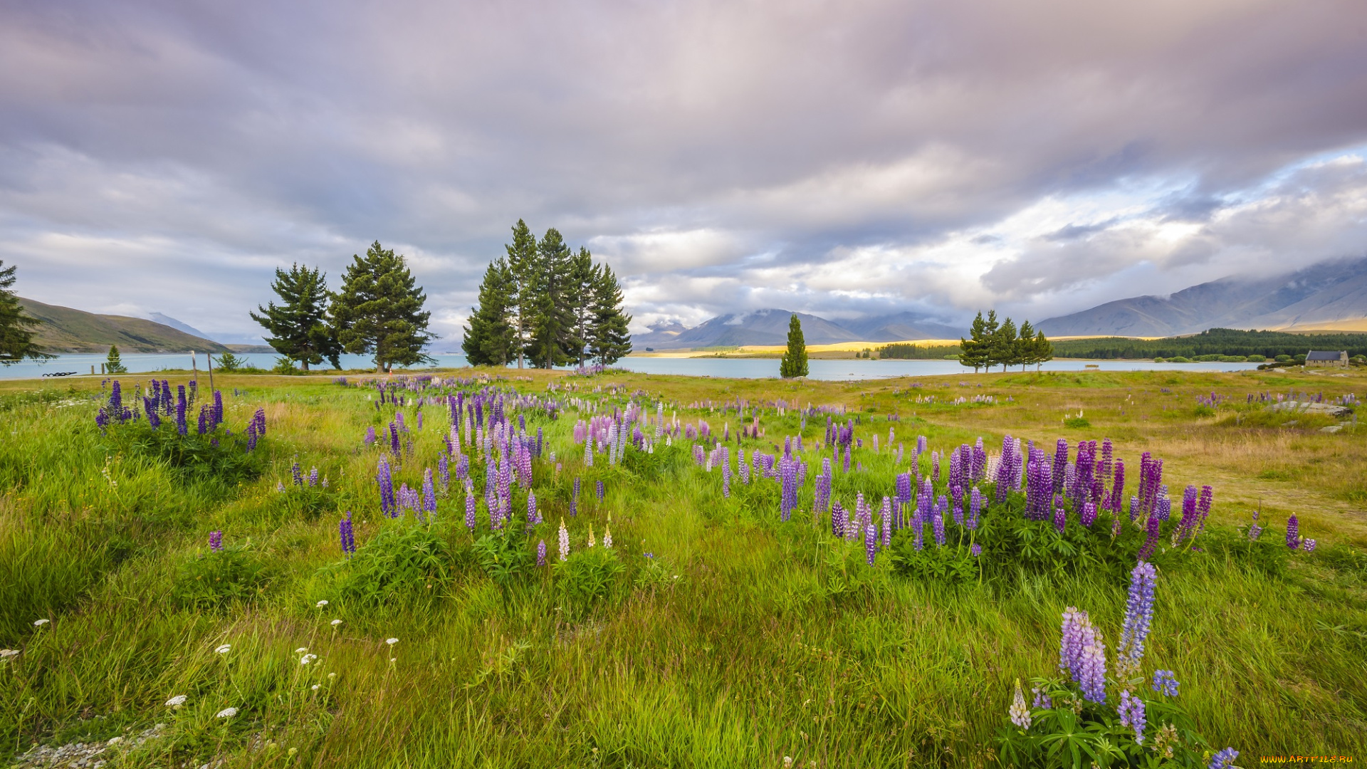 природа, луга, трава, река, луг, цветы, горы