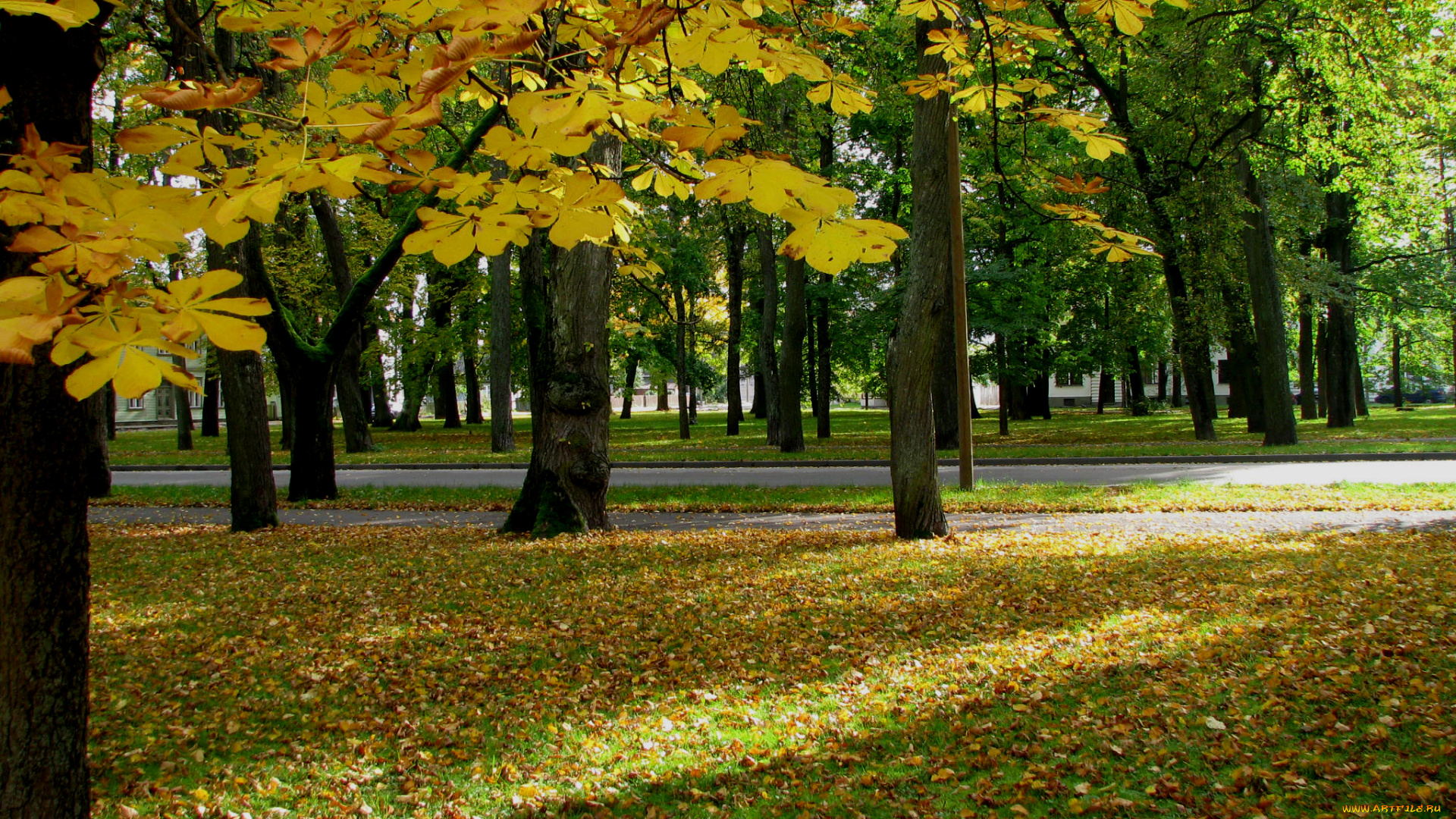 природа, парк, деревья, осень