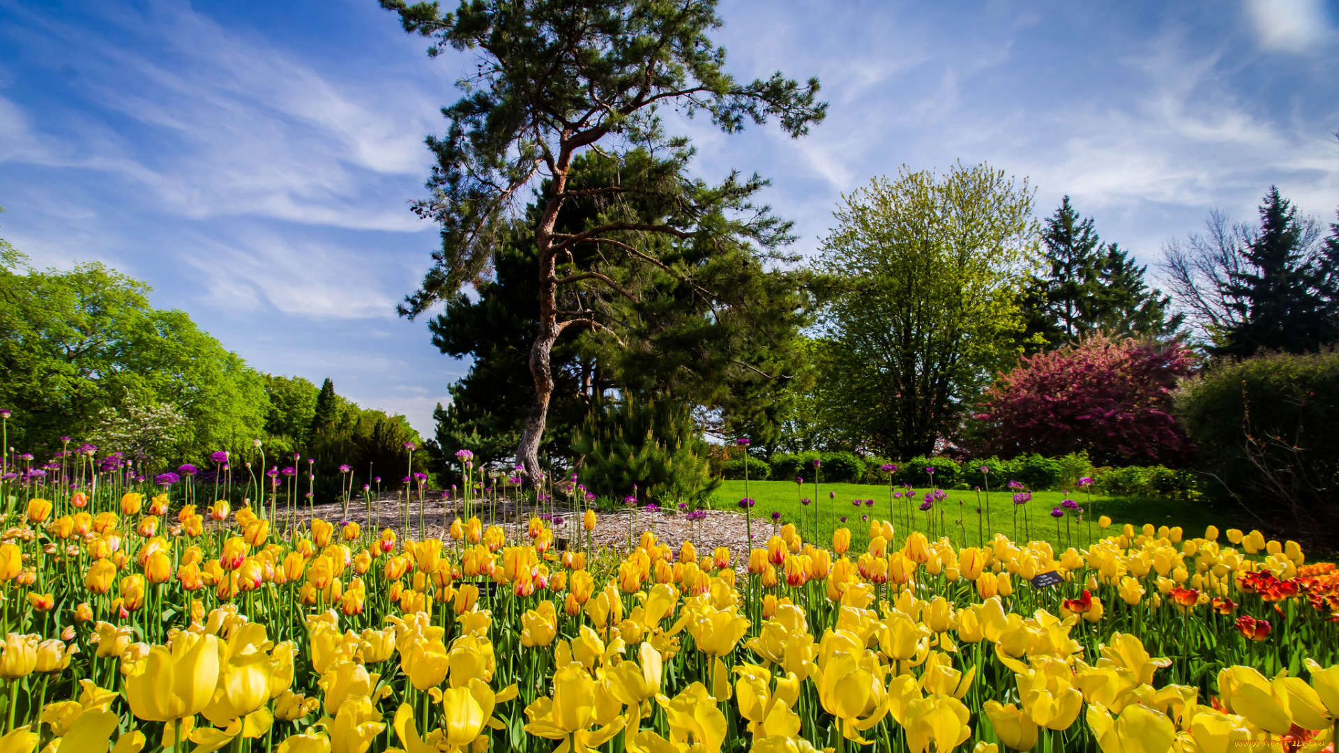 природа, парк, деревья, тюльпаны