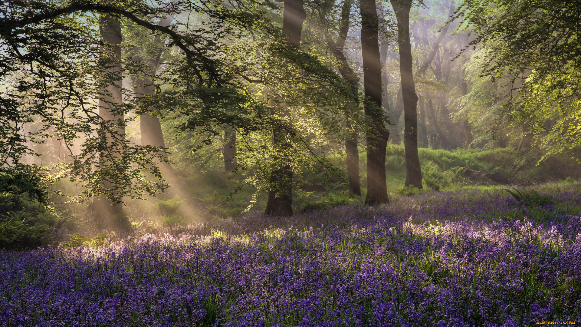 природа, пейзажи, лес, цветы, луг