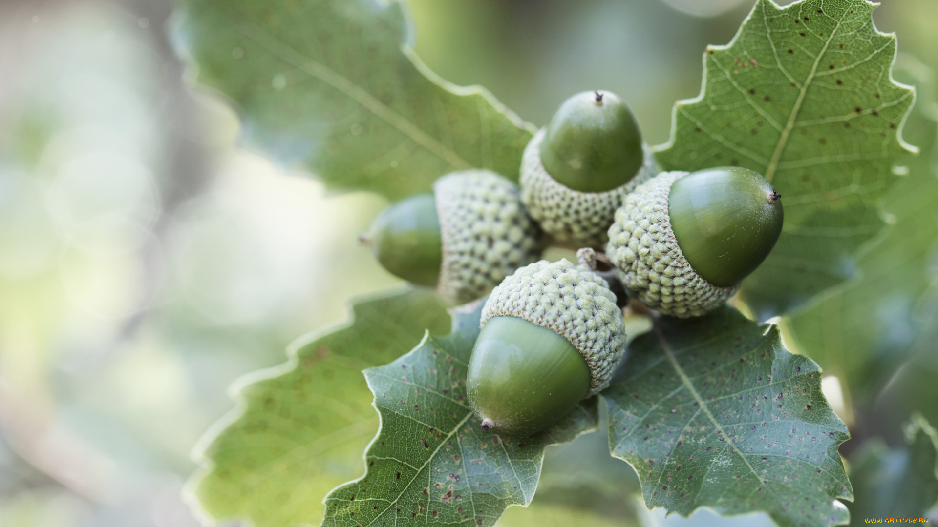 природа, плоды, листья, ветка