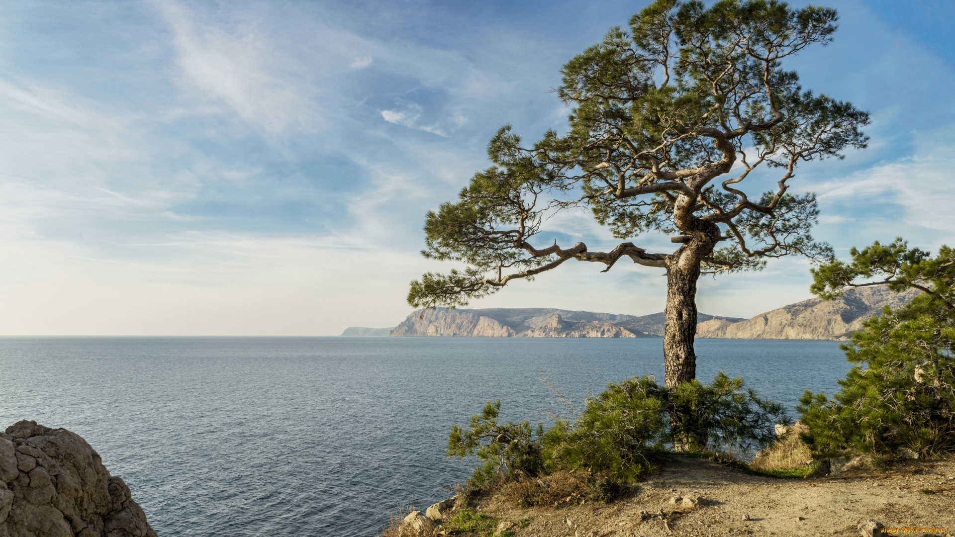 природа, побережье, сосна, море