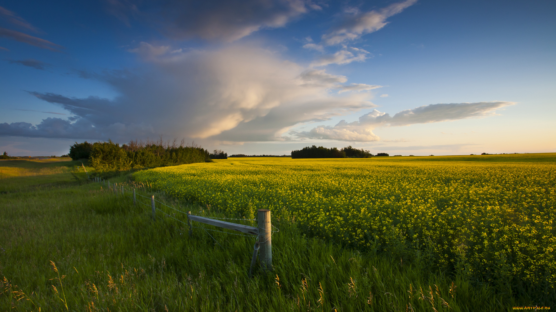природа, поля, поле, трава, цветы, солнце, свет