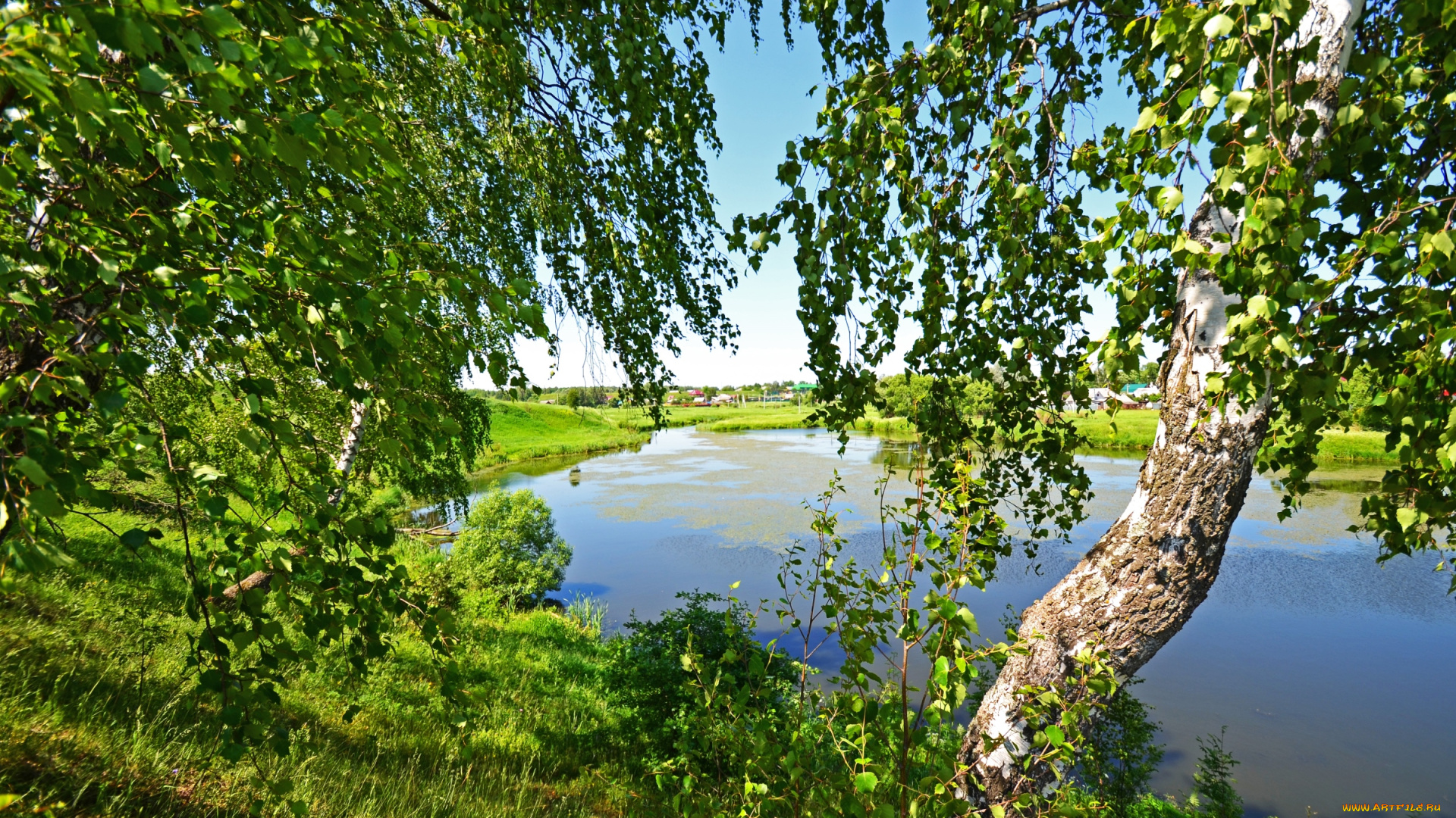 природа, реки, озера, березы