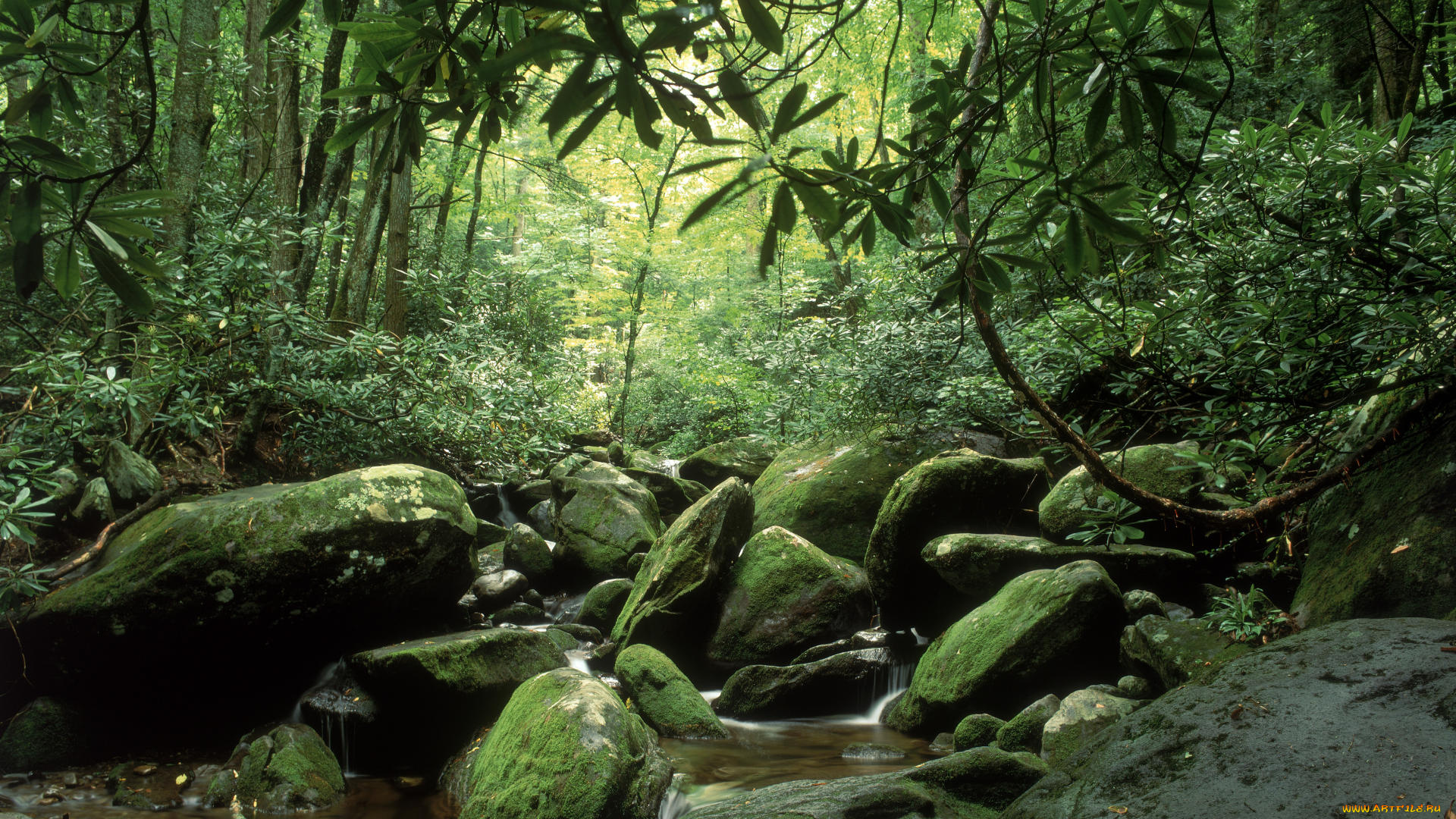 природа, реки, озера, лес, камни