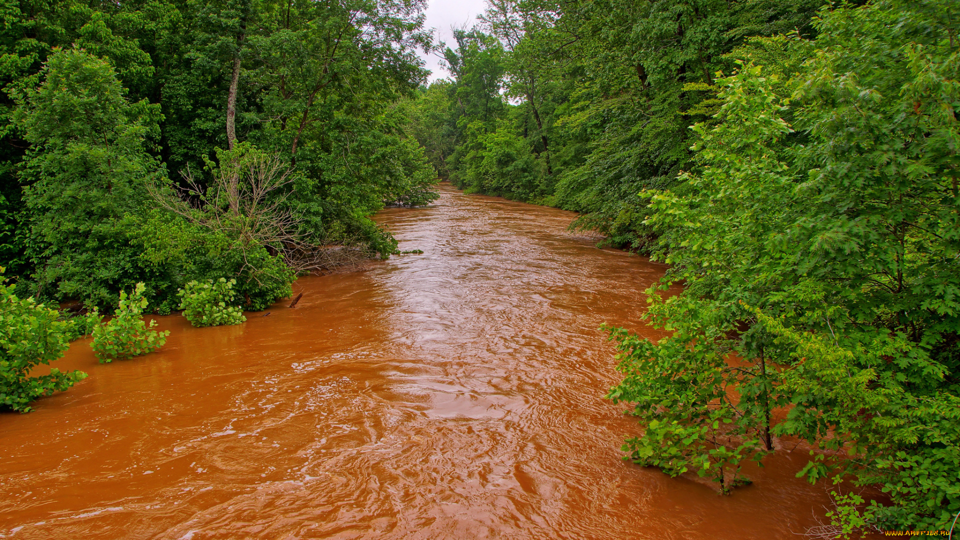 природа, реки, озера, лес, река