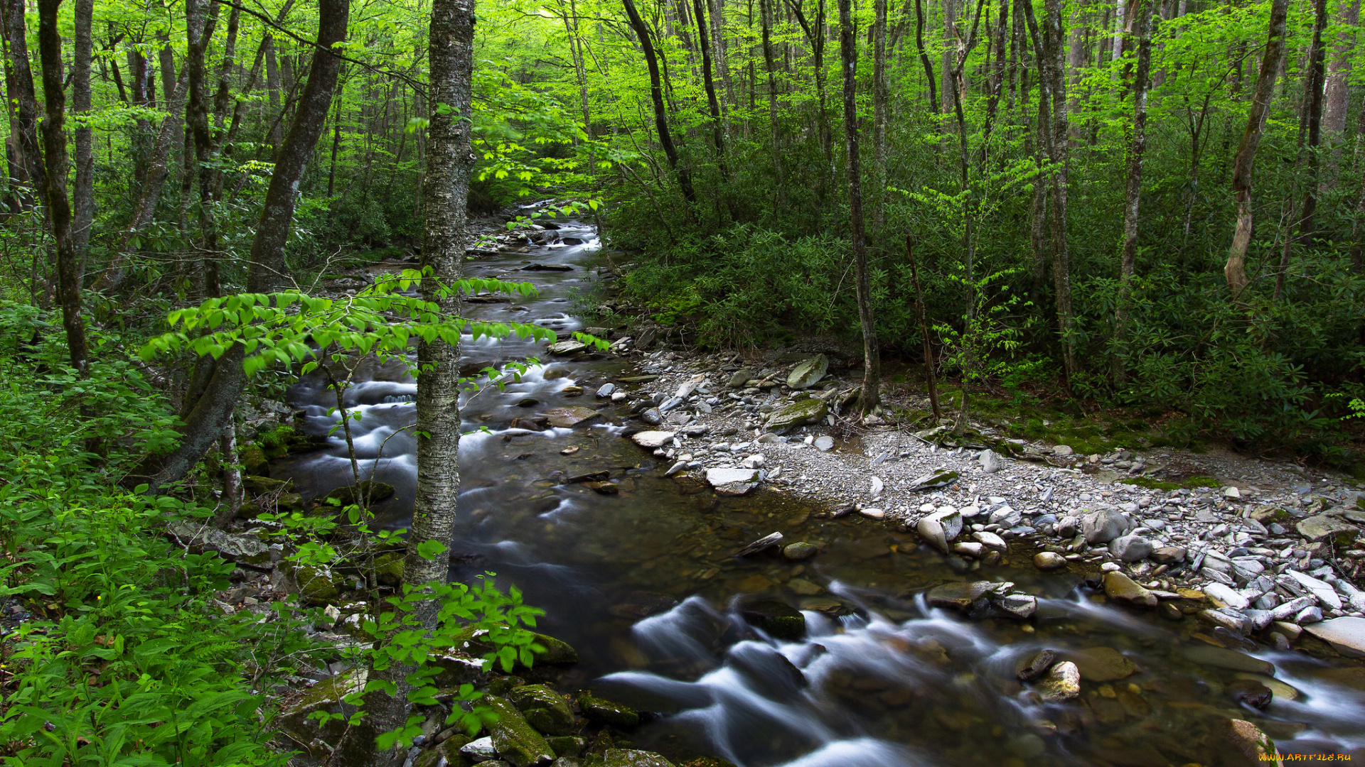 природа, реки, озера, лес, ручей