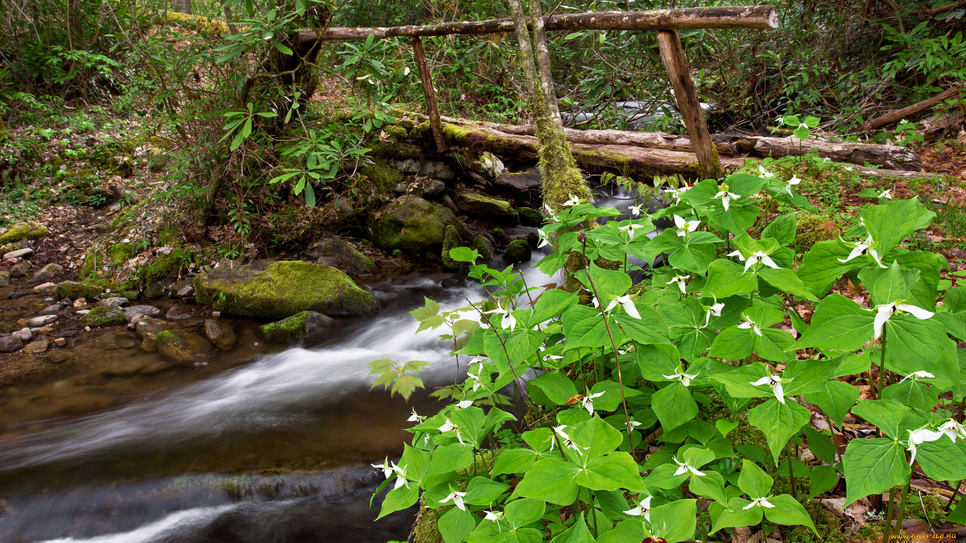 природа, реки, озера, ручей, лес, мостик