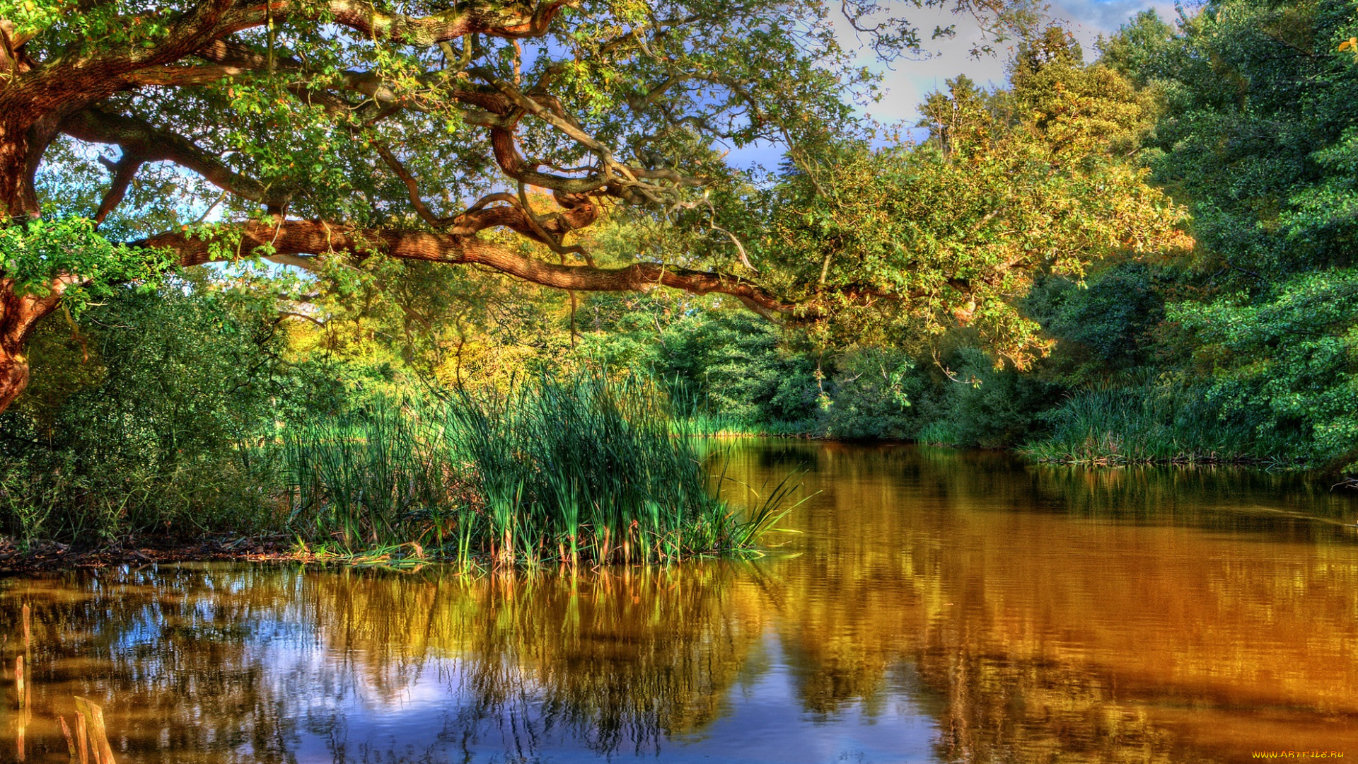 природа, реки, озера, заросли, озерце, лес