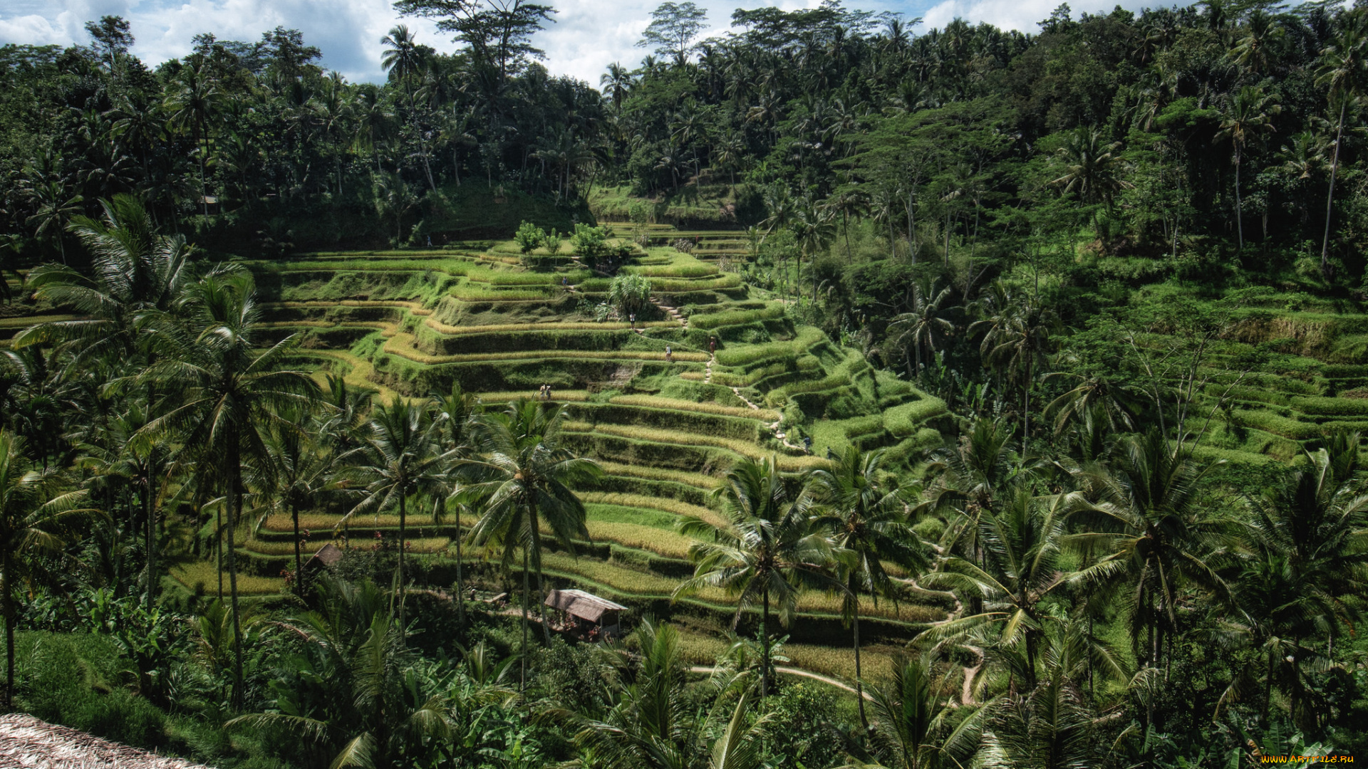 природа, тропики, джунгли, холм, террасы