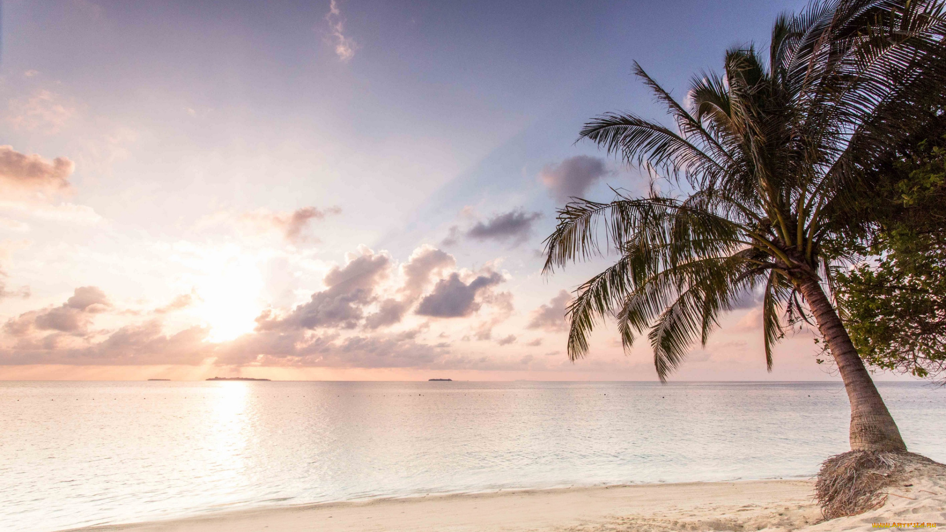 природа, тропики, закат, пальма, море