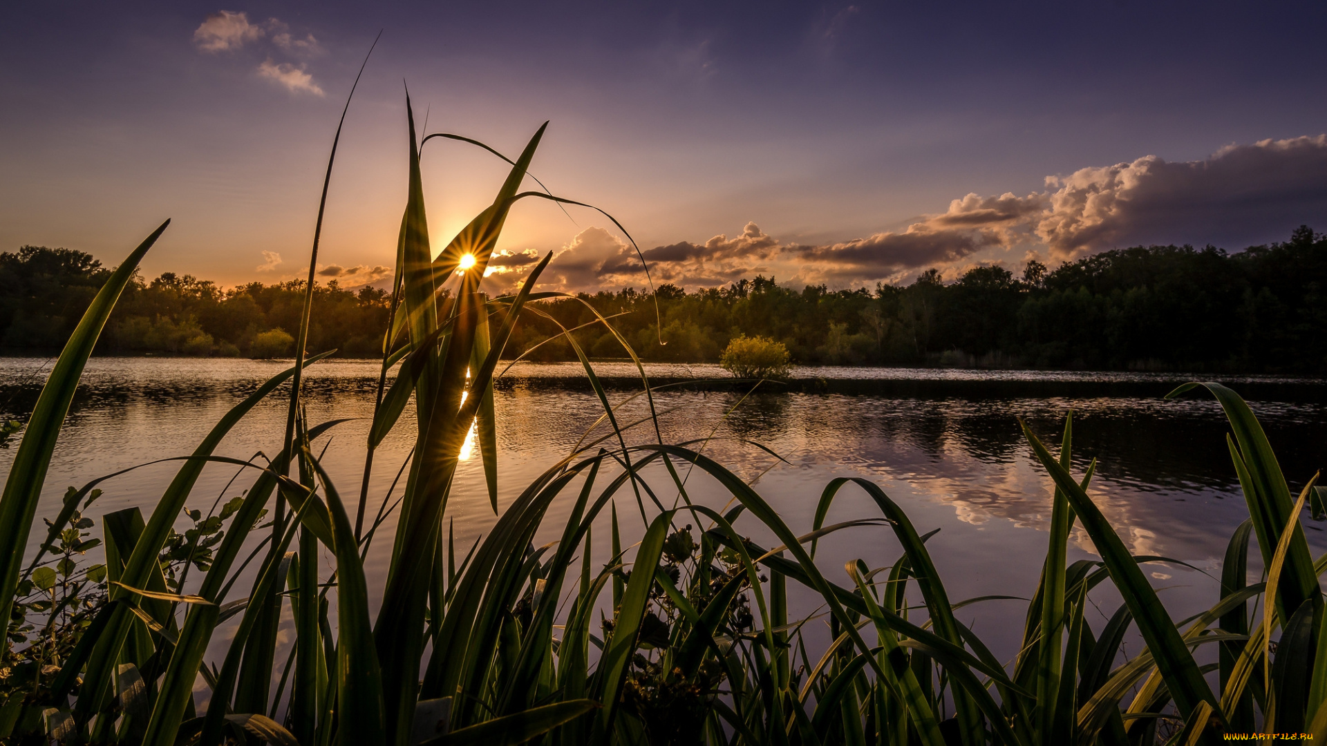 природа, восходы, закаты, лес, река, осока, вечер, солнце