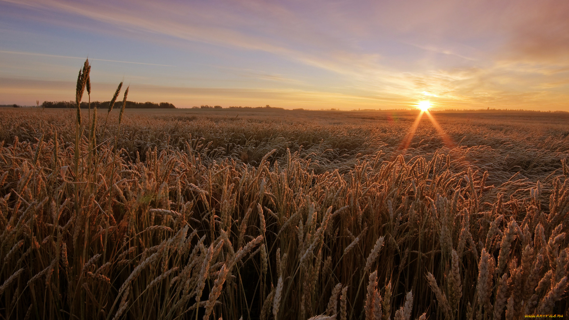 природа, восходы, закаты, поле, посевы, горизонт, солнце