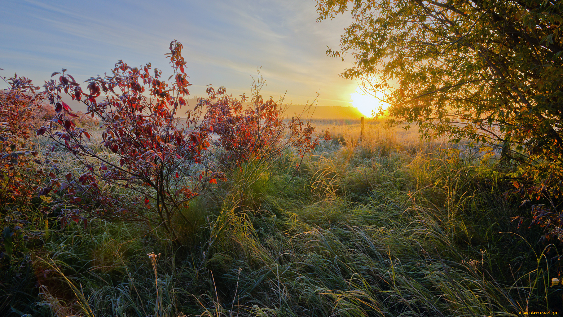 природа, восходы, закаты, поле, трава, иней, солнце, свет