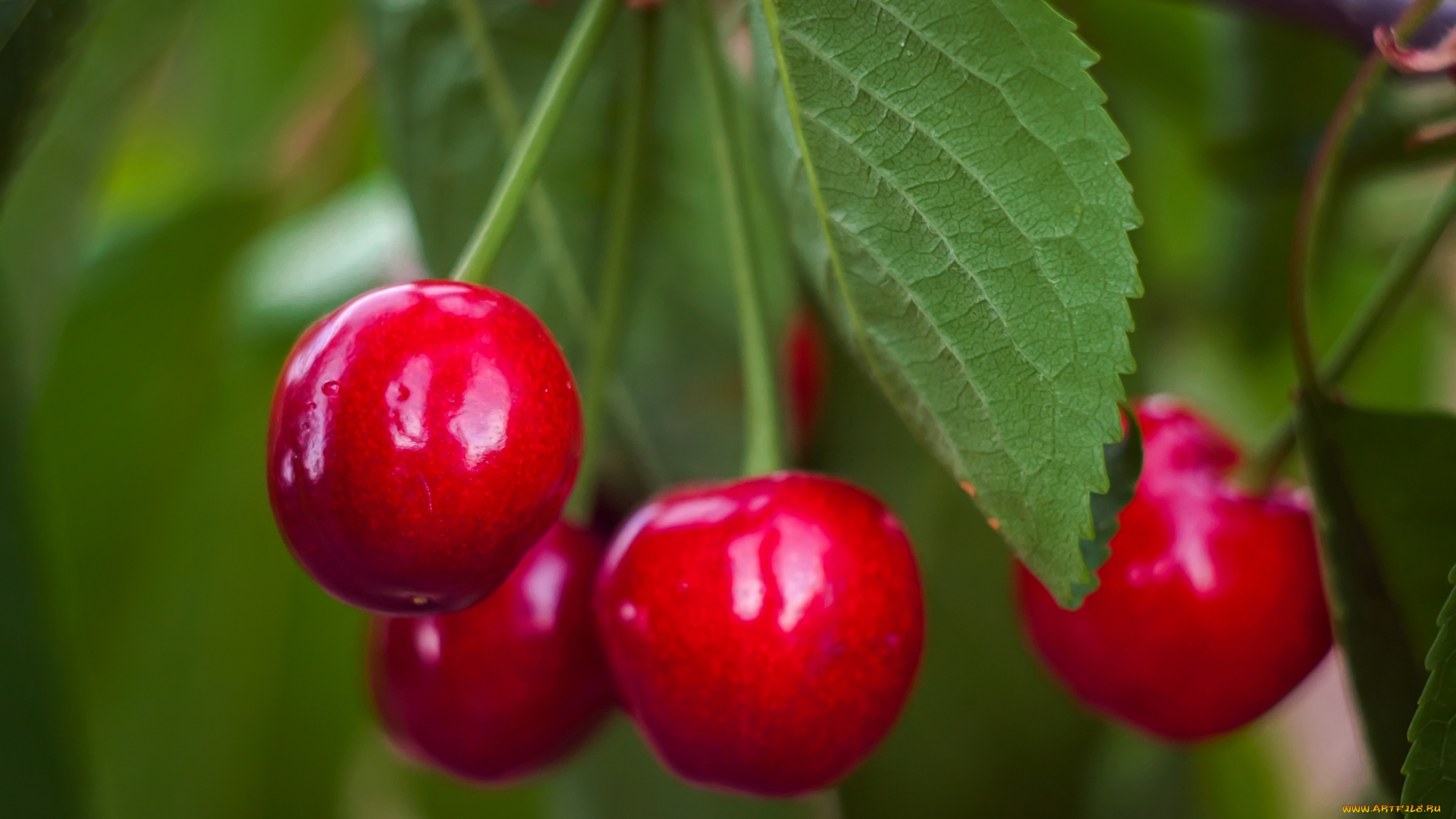 природа, Ягоды, вишни