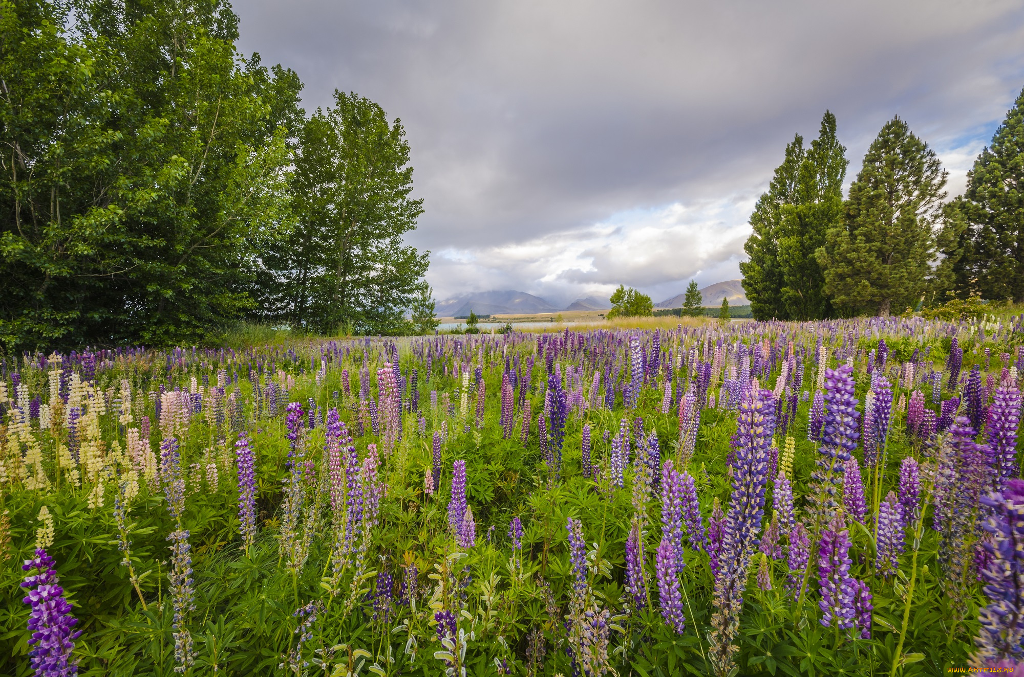 природа, луга, трава, цветы, луг