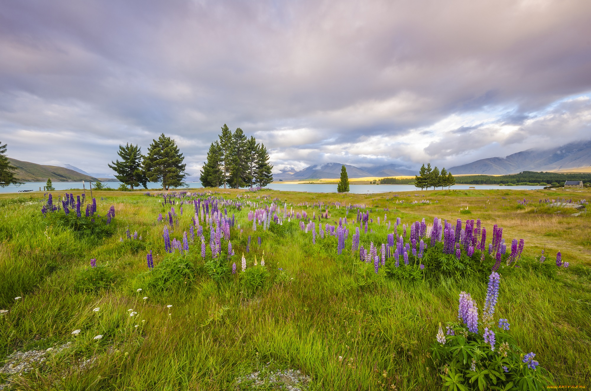 природа, луга, трава, река, луг, цветы, горы