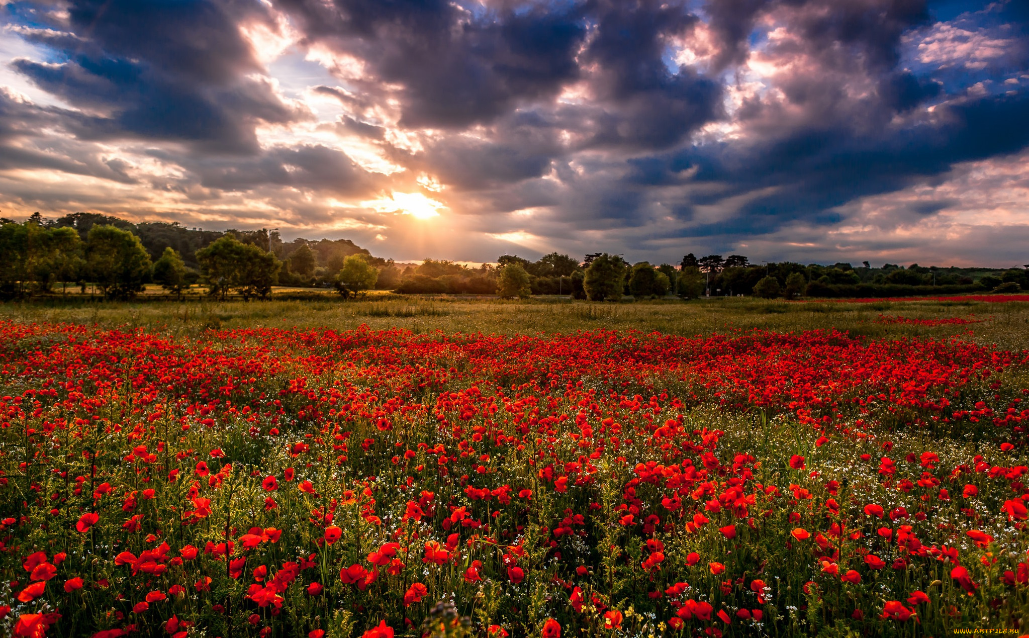 природа, луга, облака, маки, поле, лес