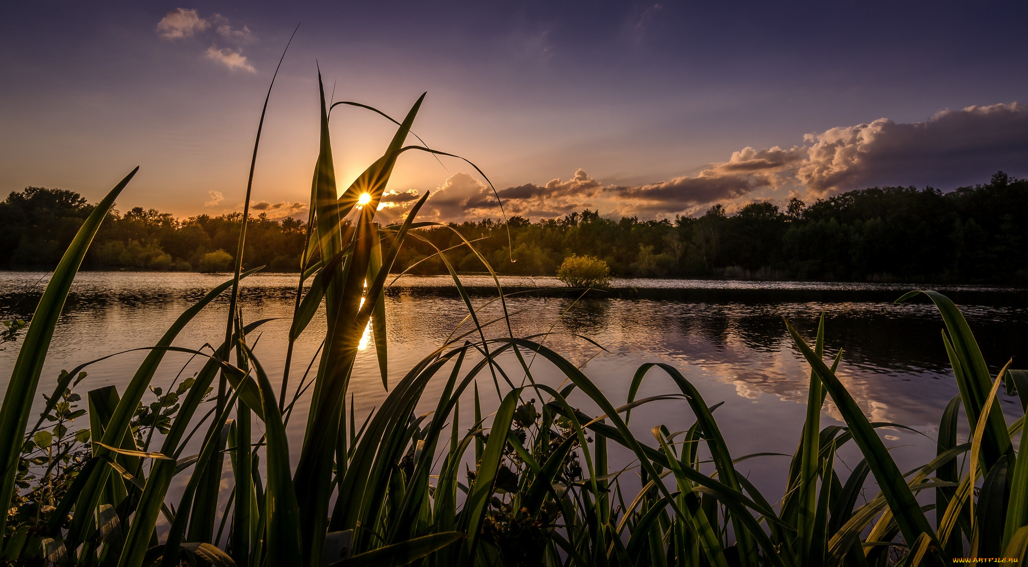 природа, восходы, закаты, лес, река, осока, вечер, солнце