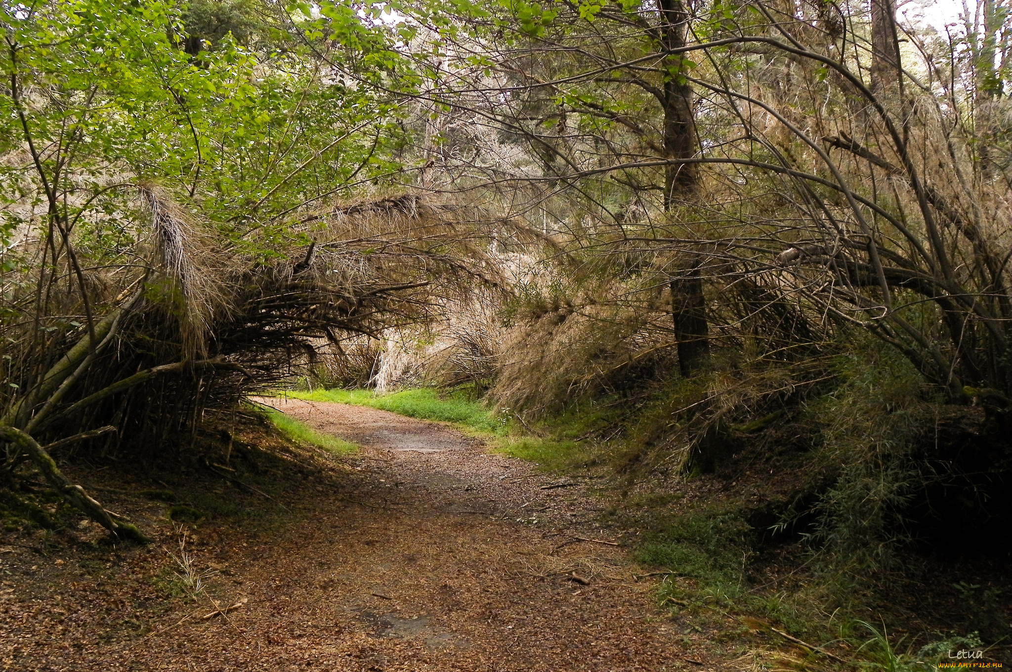 природа, дороги, тропинка, лес