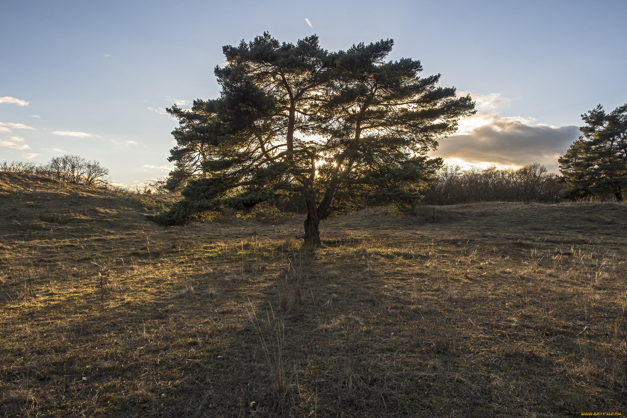 природа, деревья, сосна, поляна, трава
