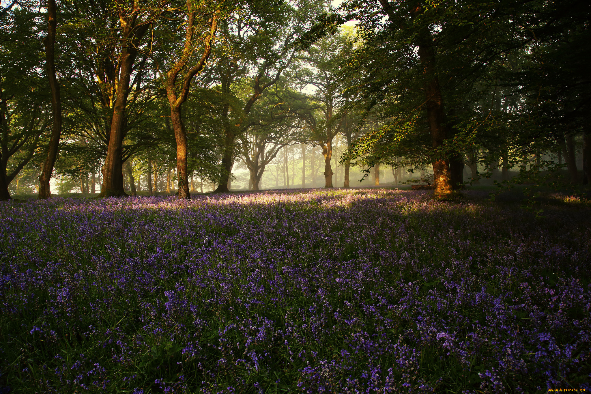 природа, луга, луг, лес, трава, цветы