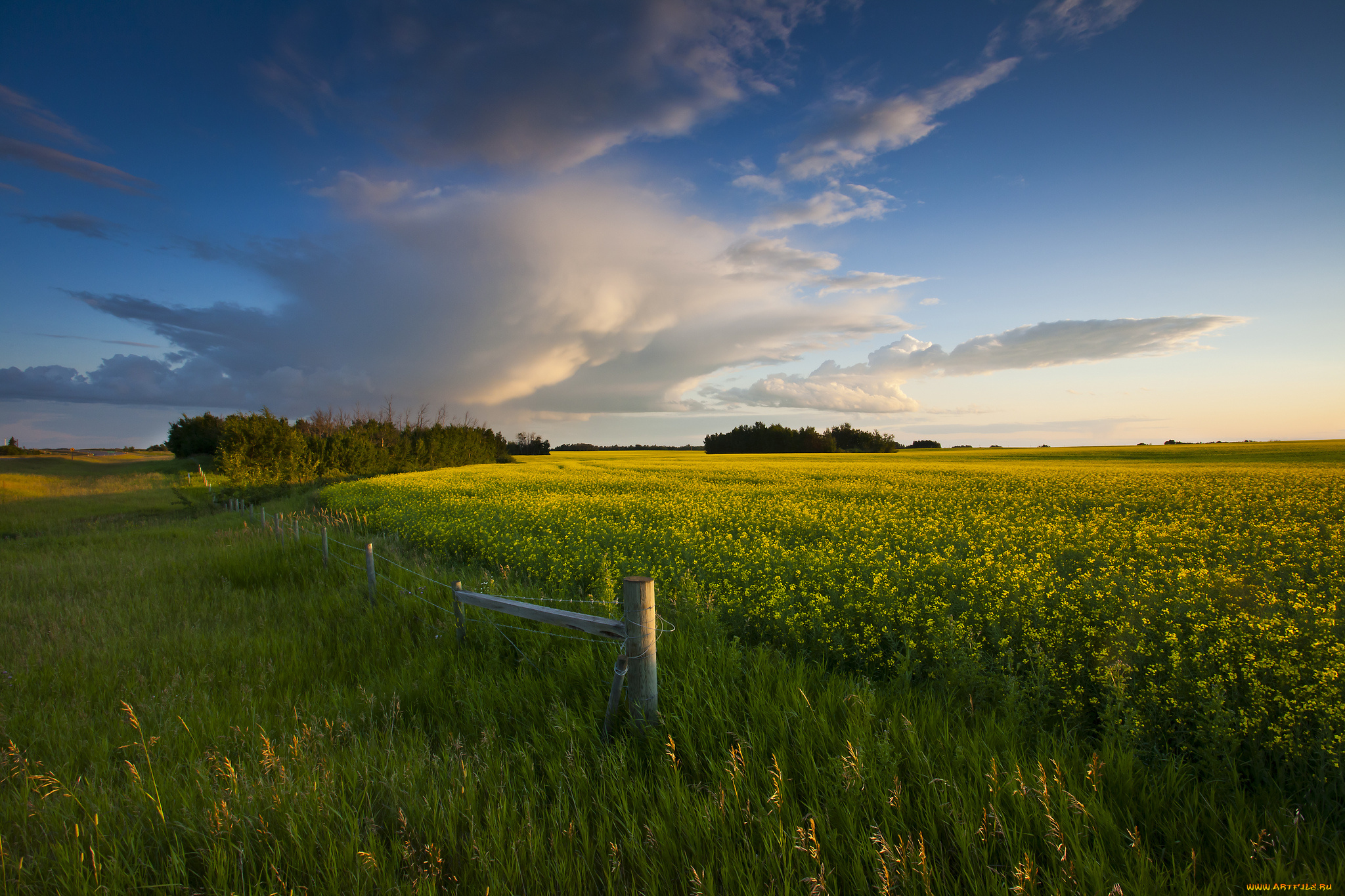 природа, поля, поле, трава, цветы, солнце, свет