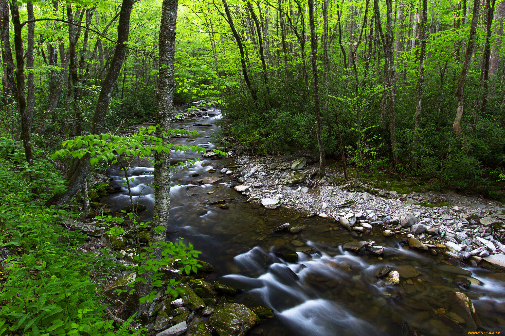 природа, реки, озера, лес, ручей