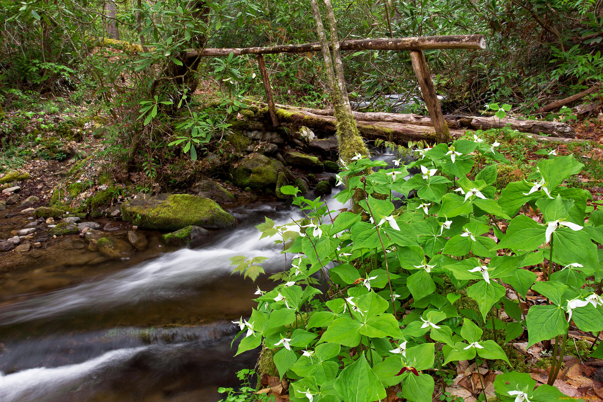 природа, реки, озера, ручей, лес, мостик