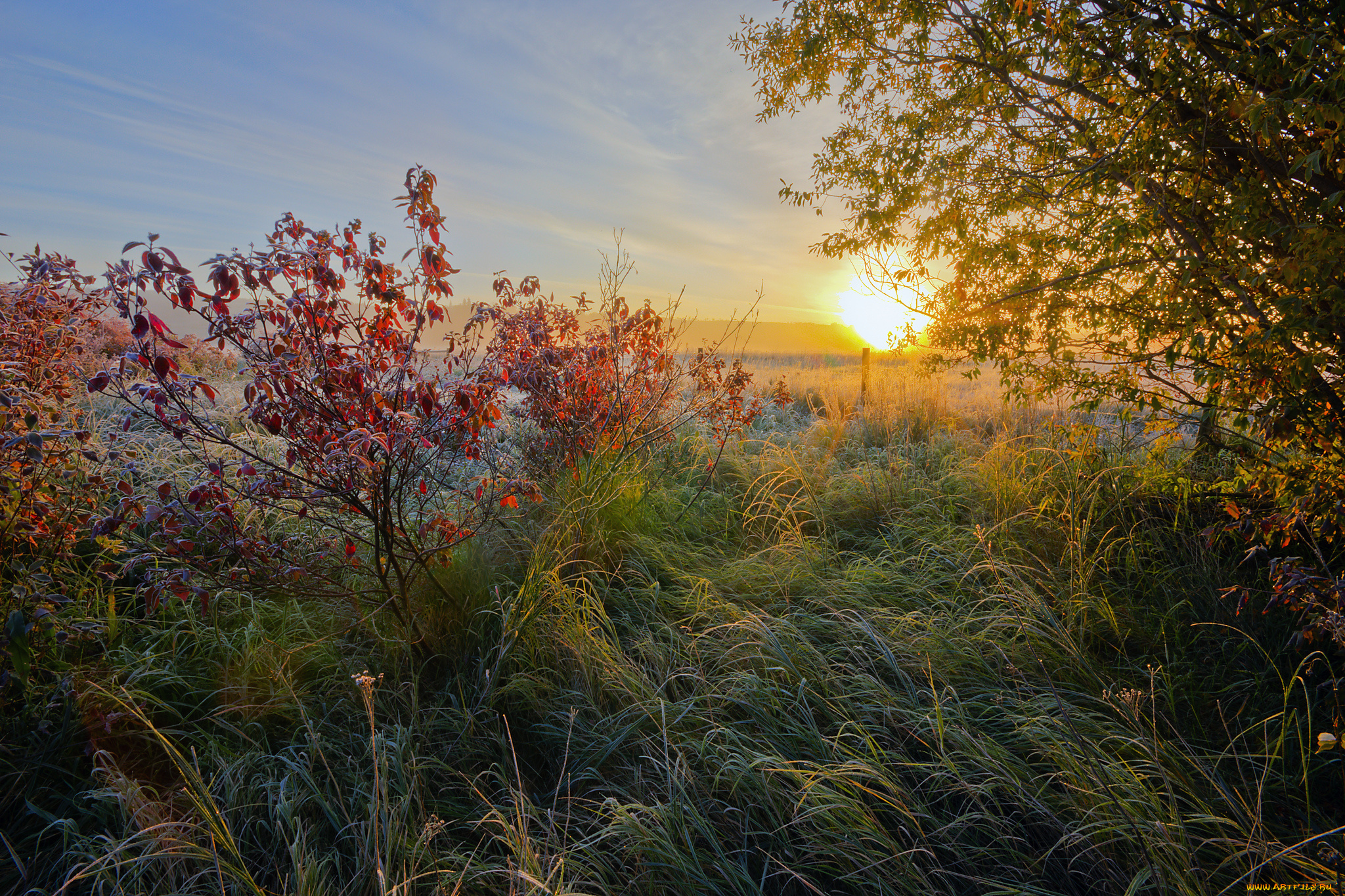природа, восходы, закаты, поле, трава, иней, солнце, свет