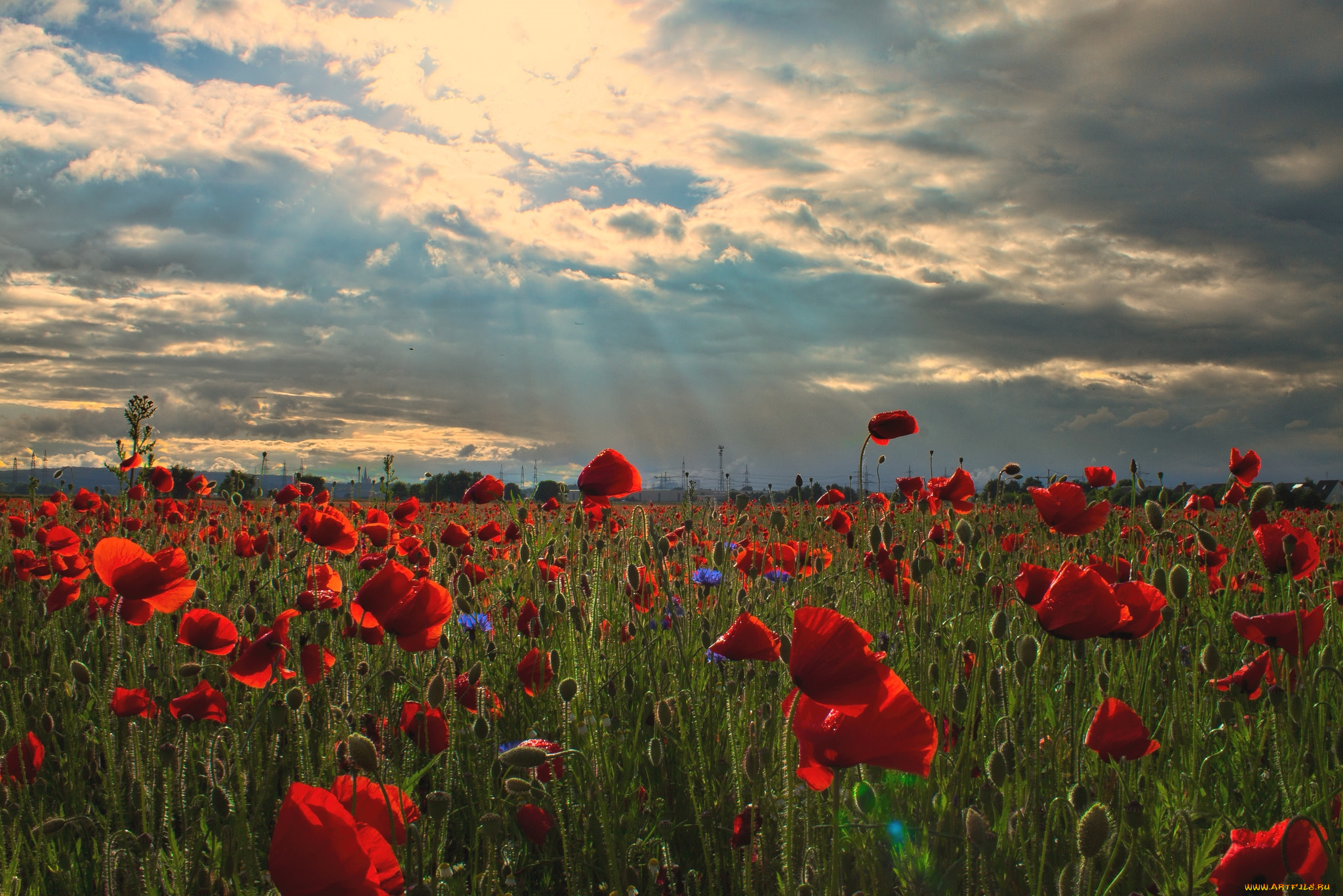 природа, луга, маки