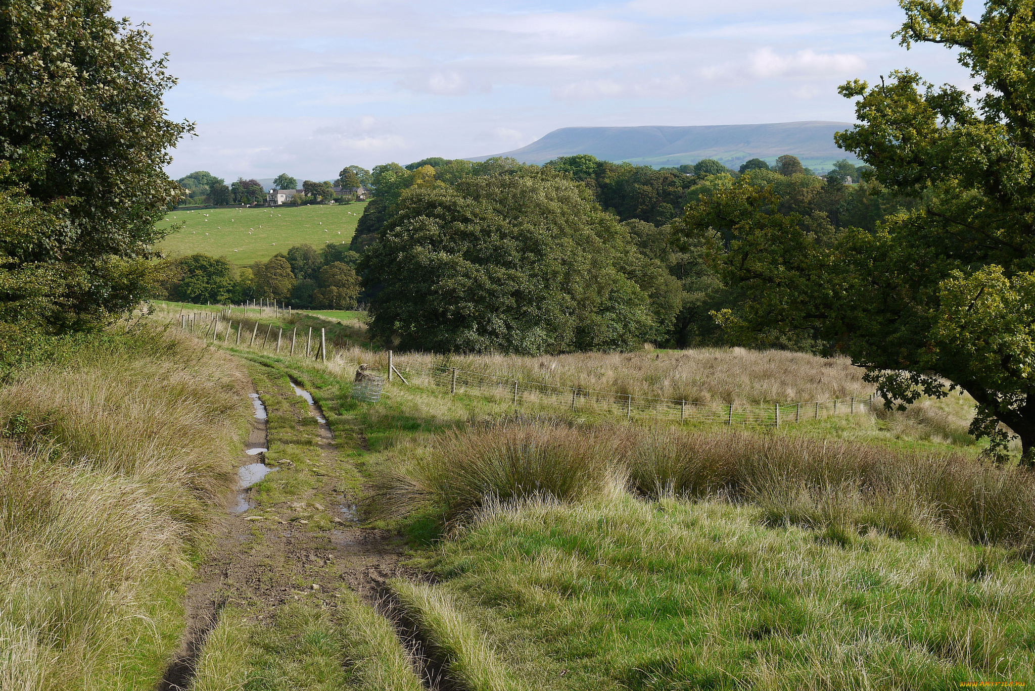 природа, дороги, поле, колея, трава