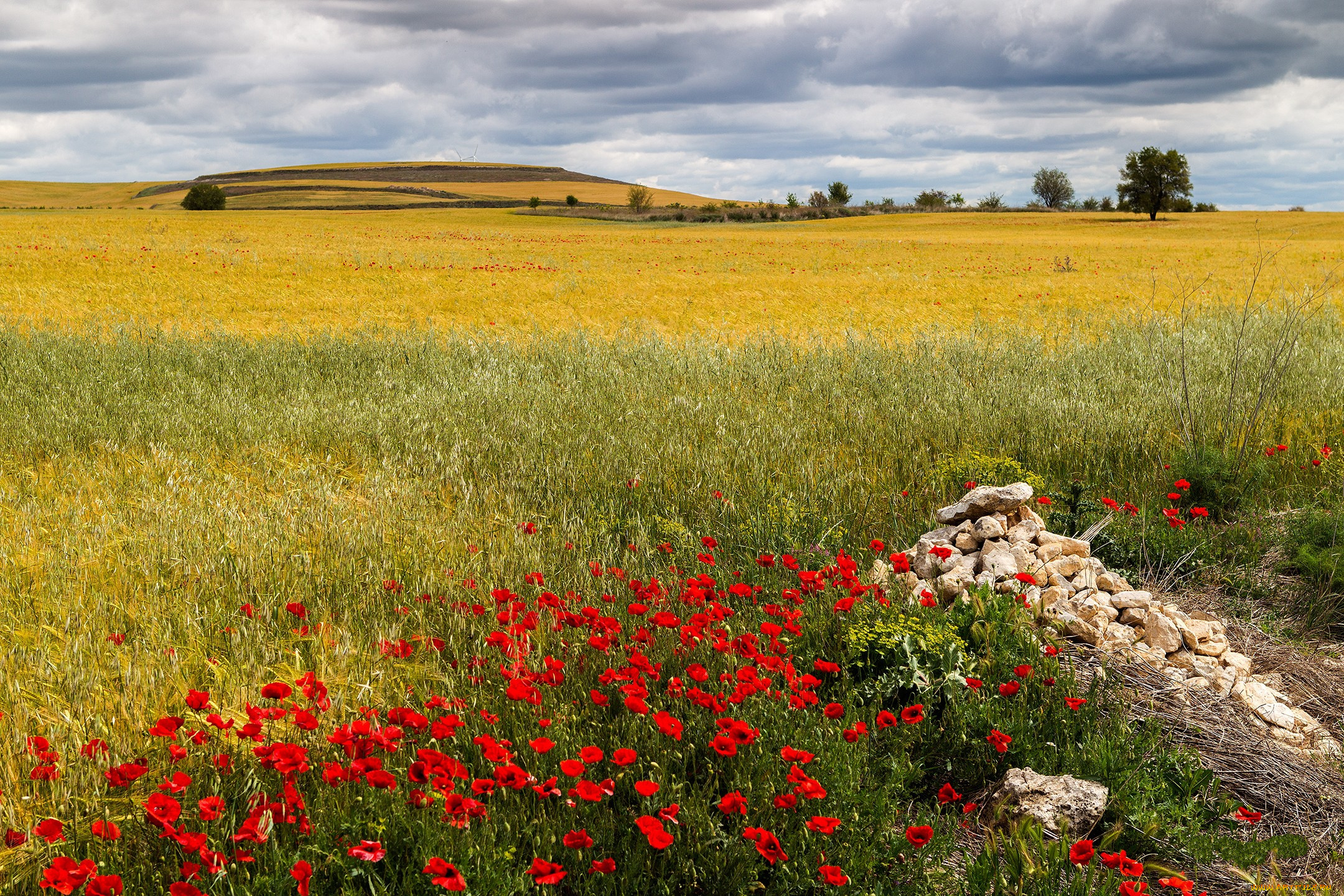 природа, луга, поле, луг, трава, цветы