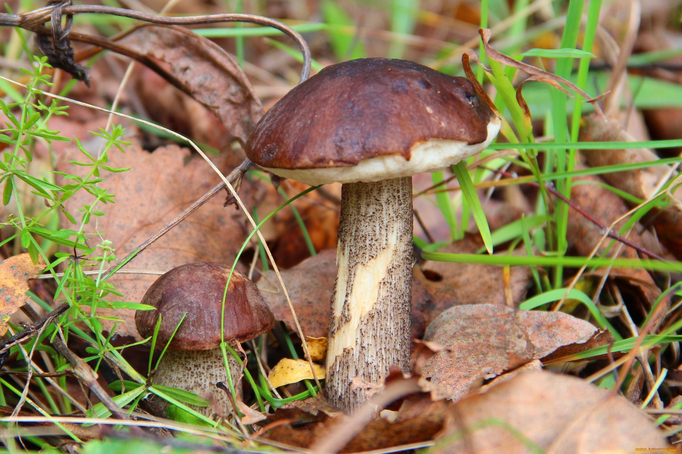 природа, грибы, шляпки