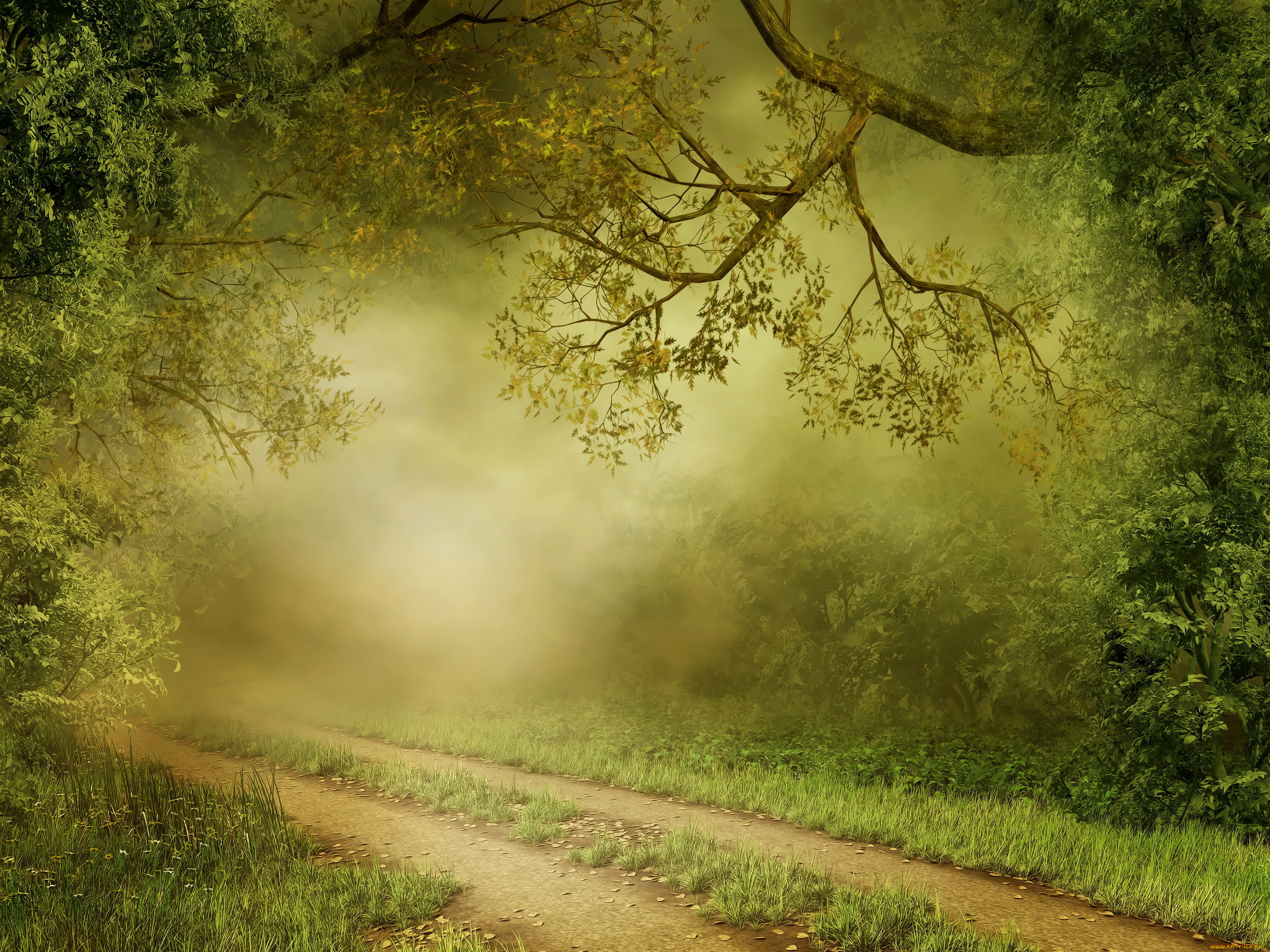 природа, лес, тропинка, туман