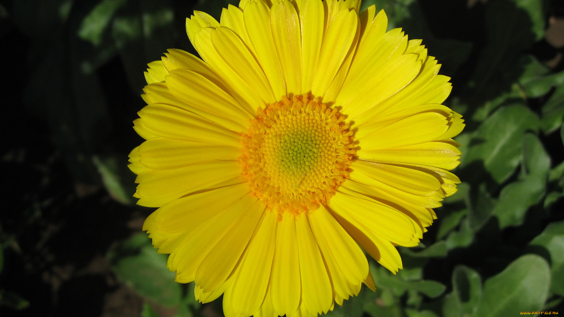 цветы, календула, желтые, лепестки