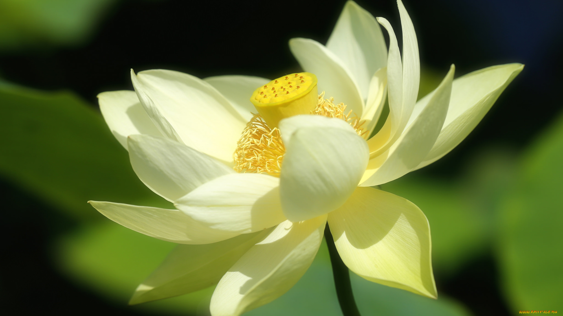 цветы, лотосы, лепестки, макро, природа, лотос