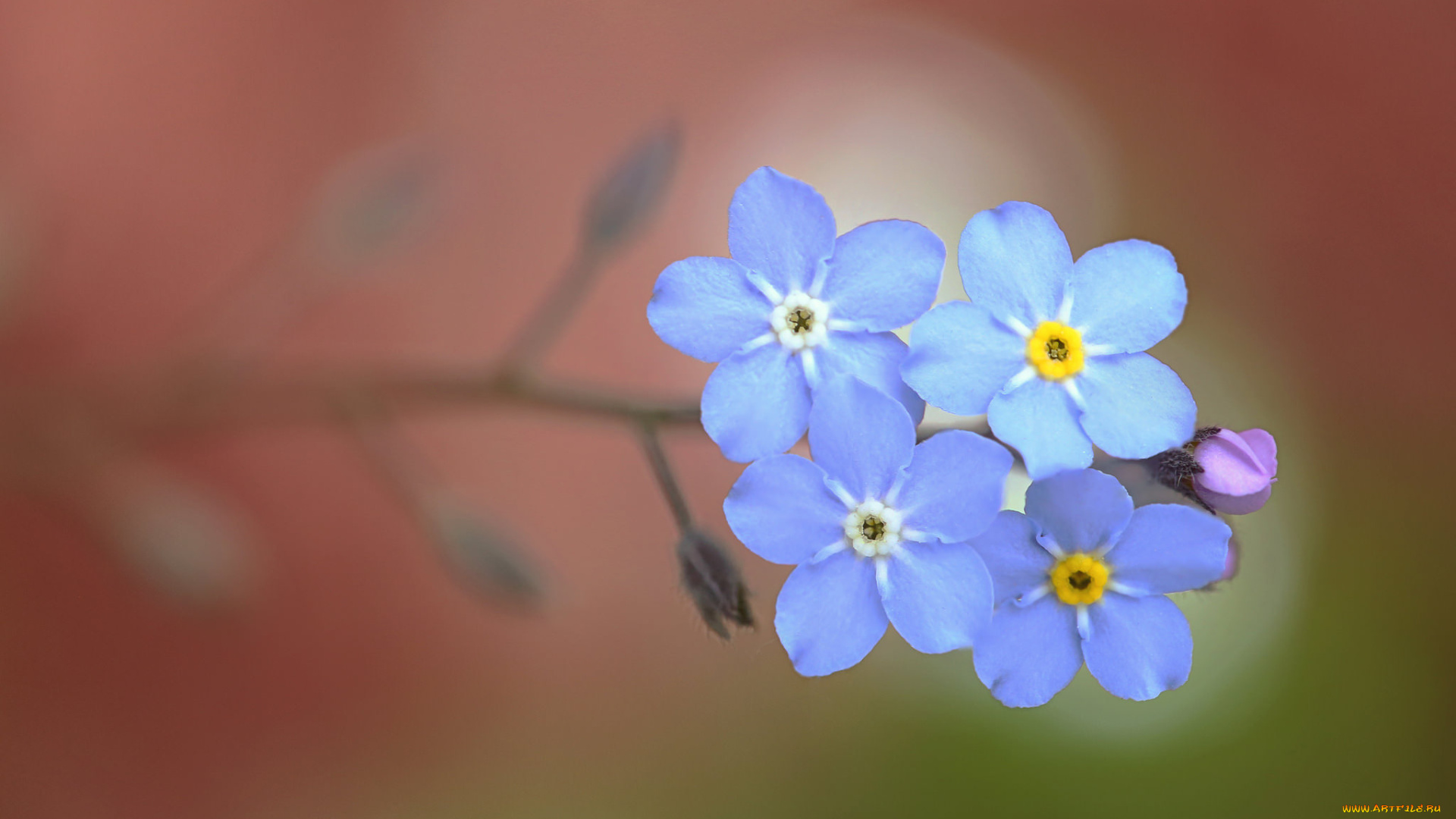 цветы, незабудки, макро, фон