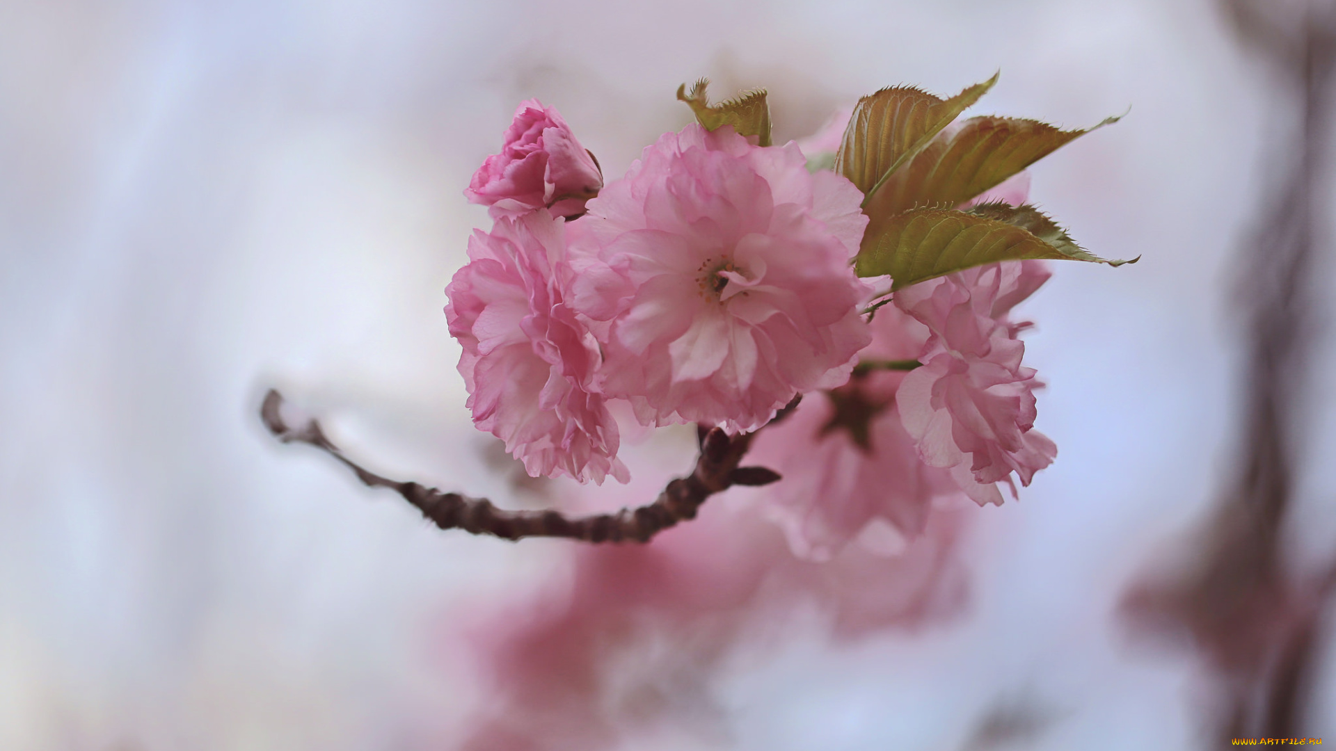цветы, сакура, , вишня, дерево, ветка, весна, листья