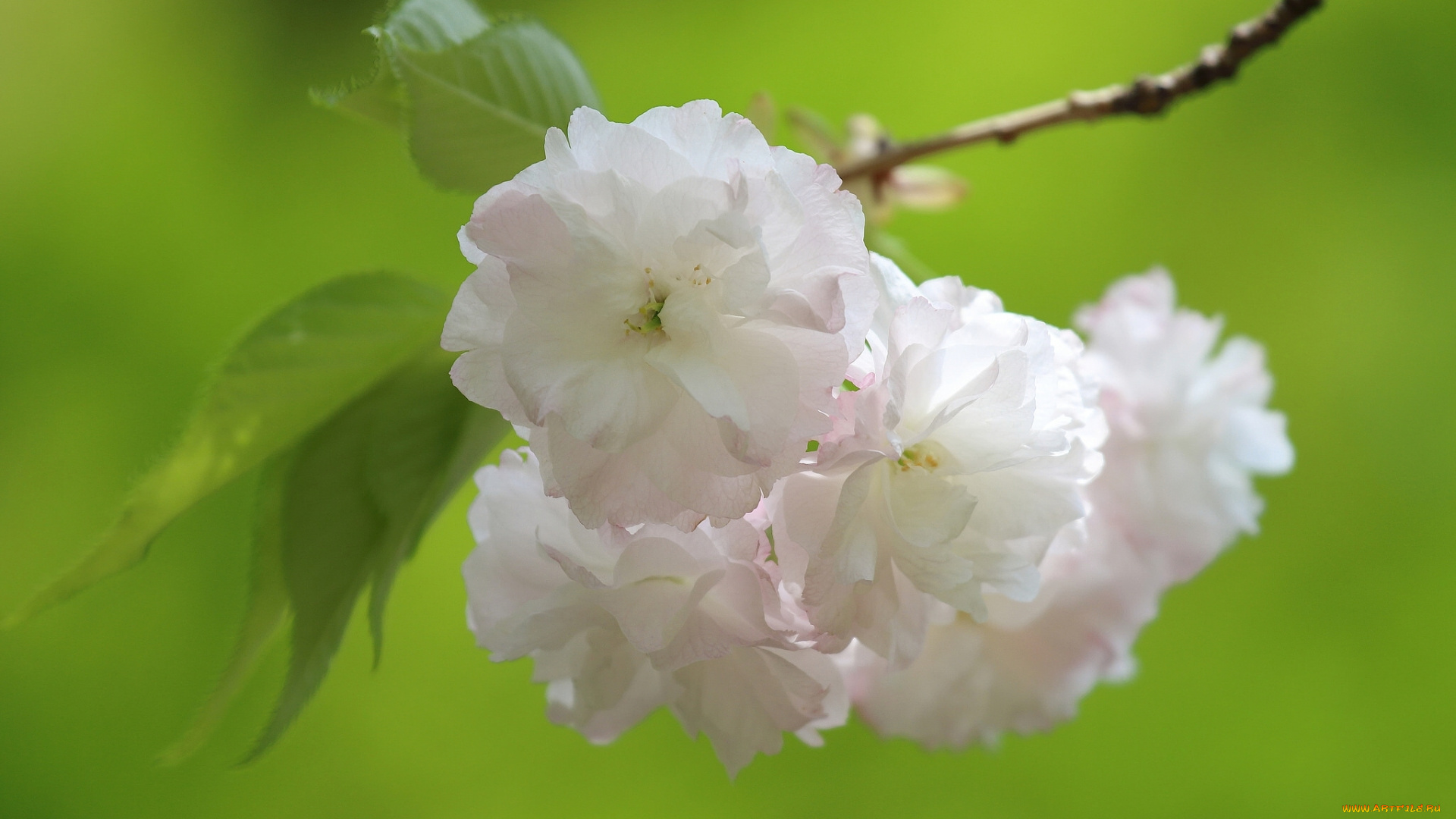 цветы, сакура, , вишня, ветка, цветение, вишня, весна, макро, цветки