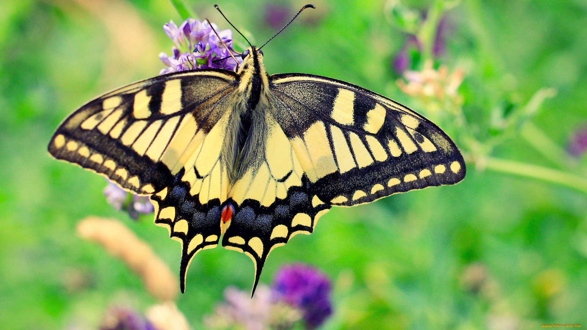 животные, бабочки, , мотыльки, , моли, бабочка