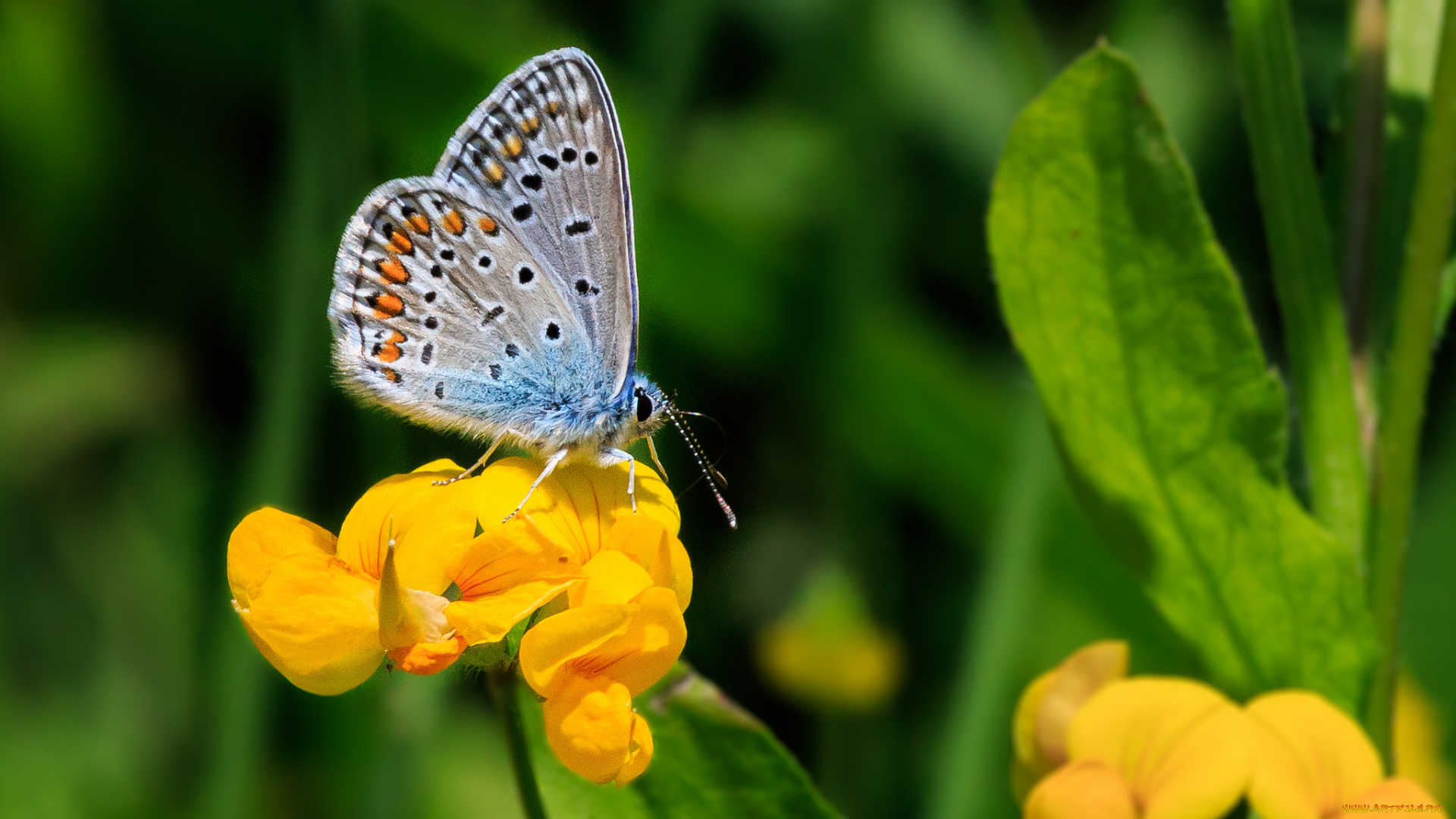 животные, бабочки, , мотыльки, , моли, бабочка