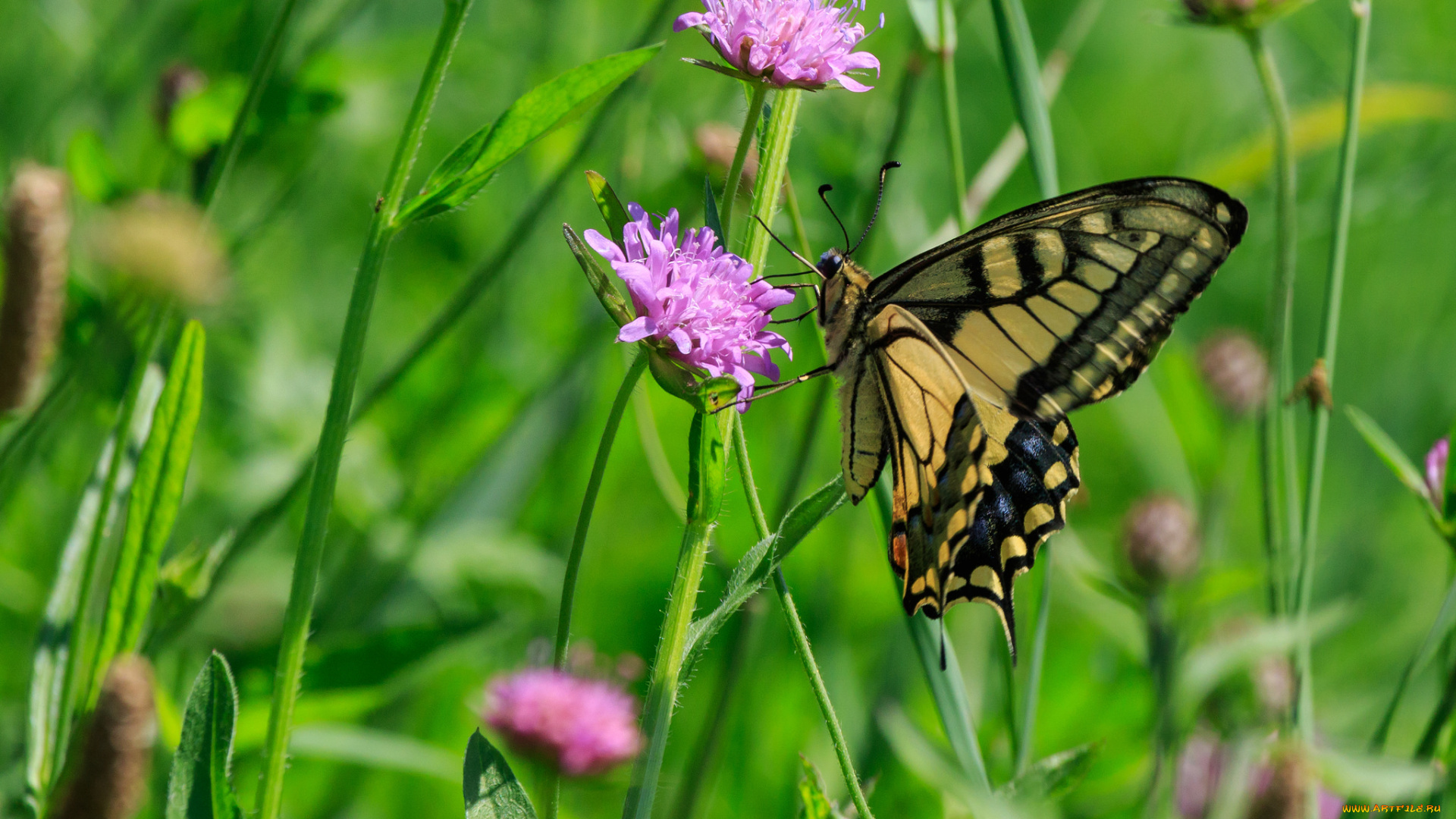 животные, бабочки, , мотыльки, , моли, бабочка