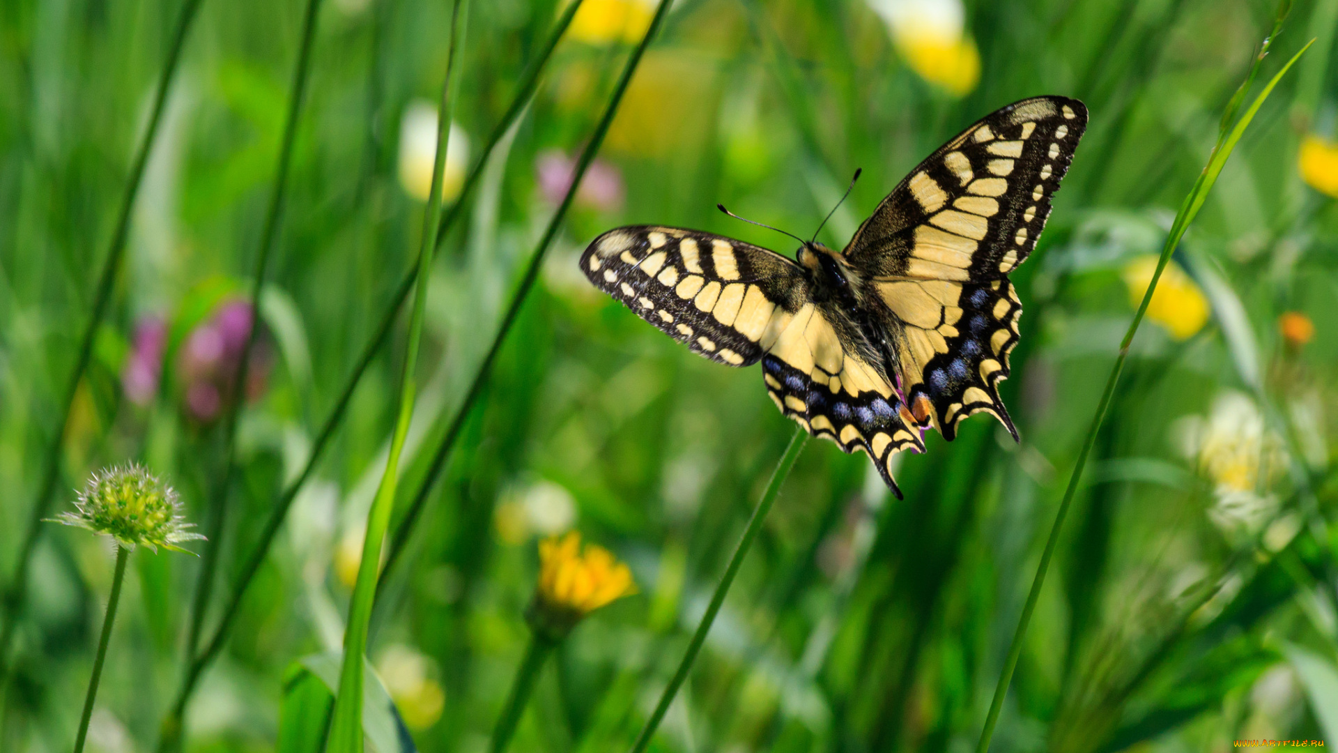 животные, бабочки, , мотыльки, , моли, бабочка