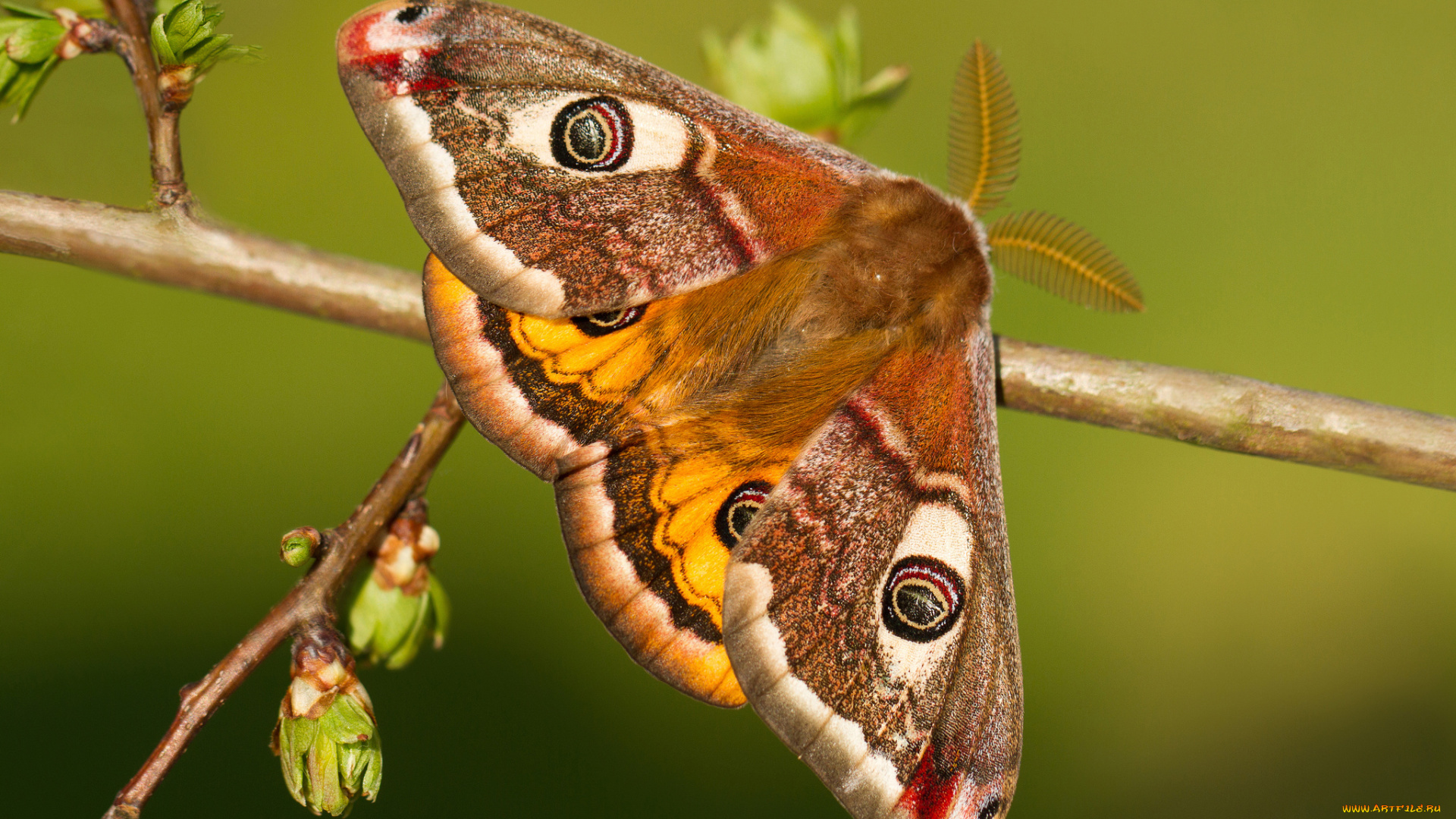 животные, бабочки, , мотыльки, , моли, павлиноглазка, малая, бабочка, ветка, почки, макро