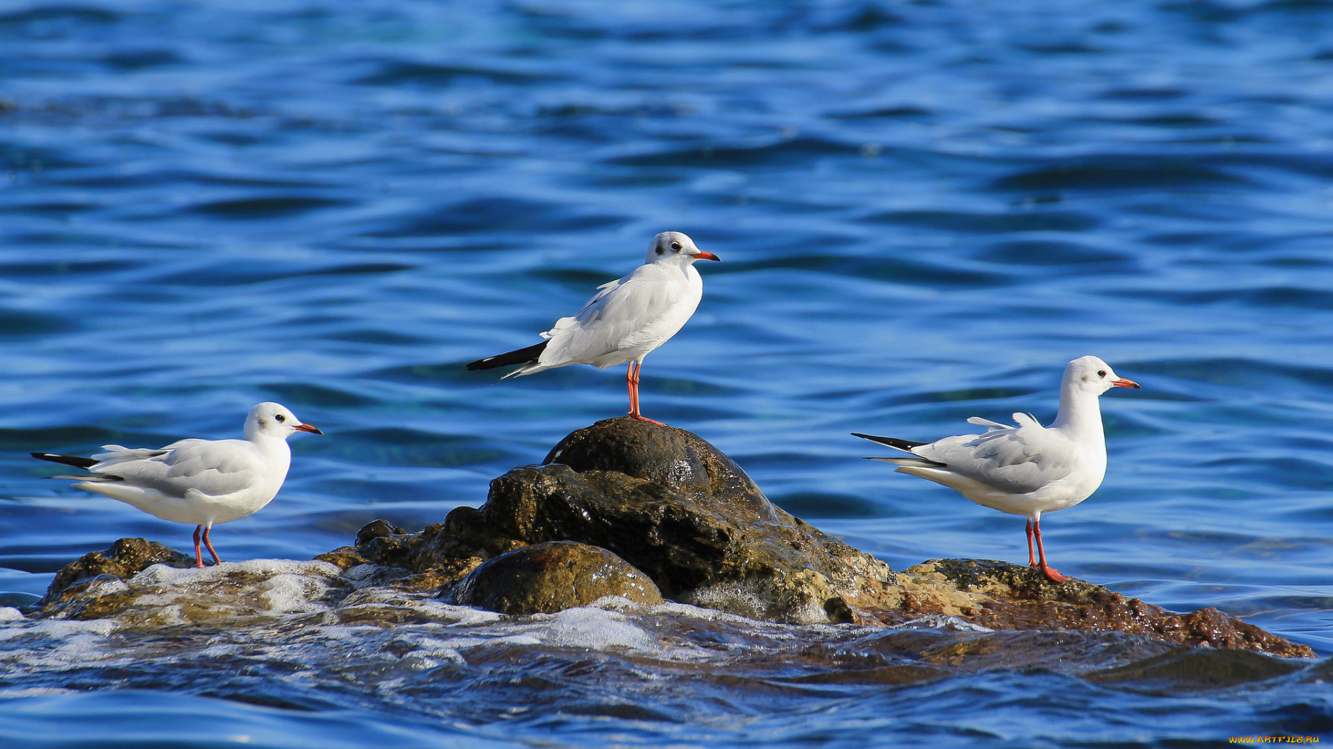 животные, Чайки, , бакланы, , крачки, трио, море, камень