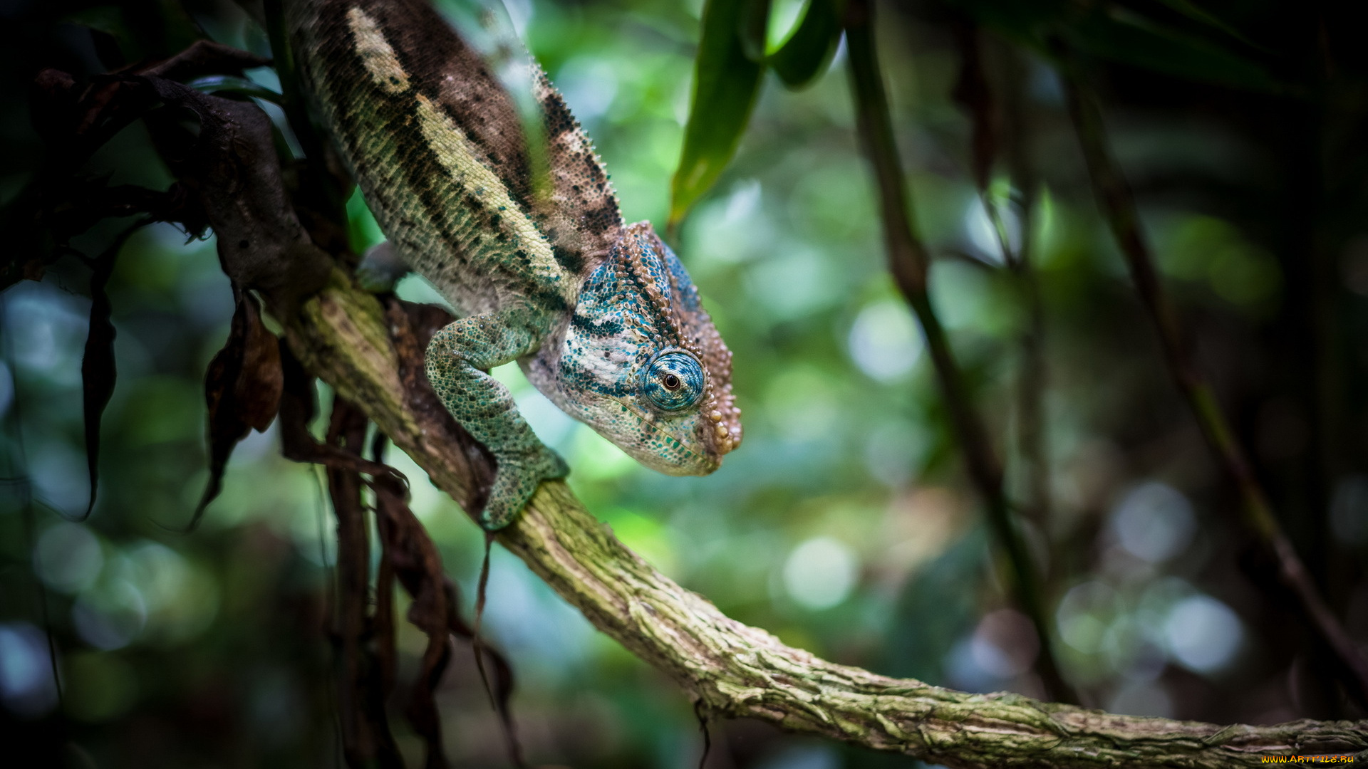 животные, хамелеоны, листья, фон, хамелеон, ветка, макро