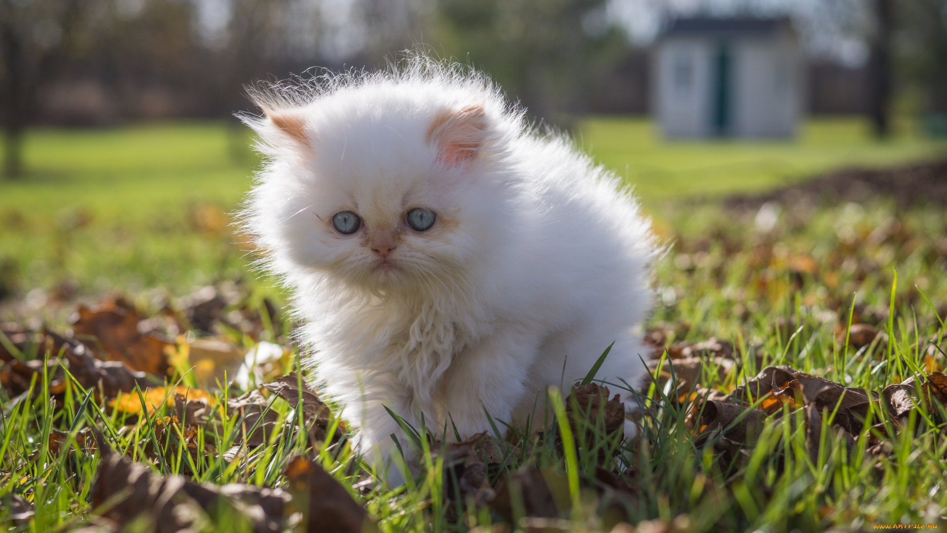 животные, коты, котёнок, белый, пушистый, прогулка