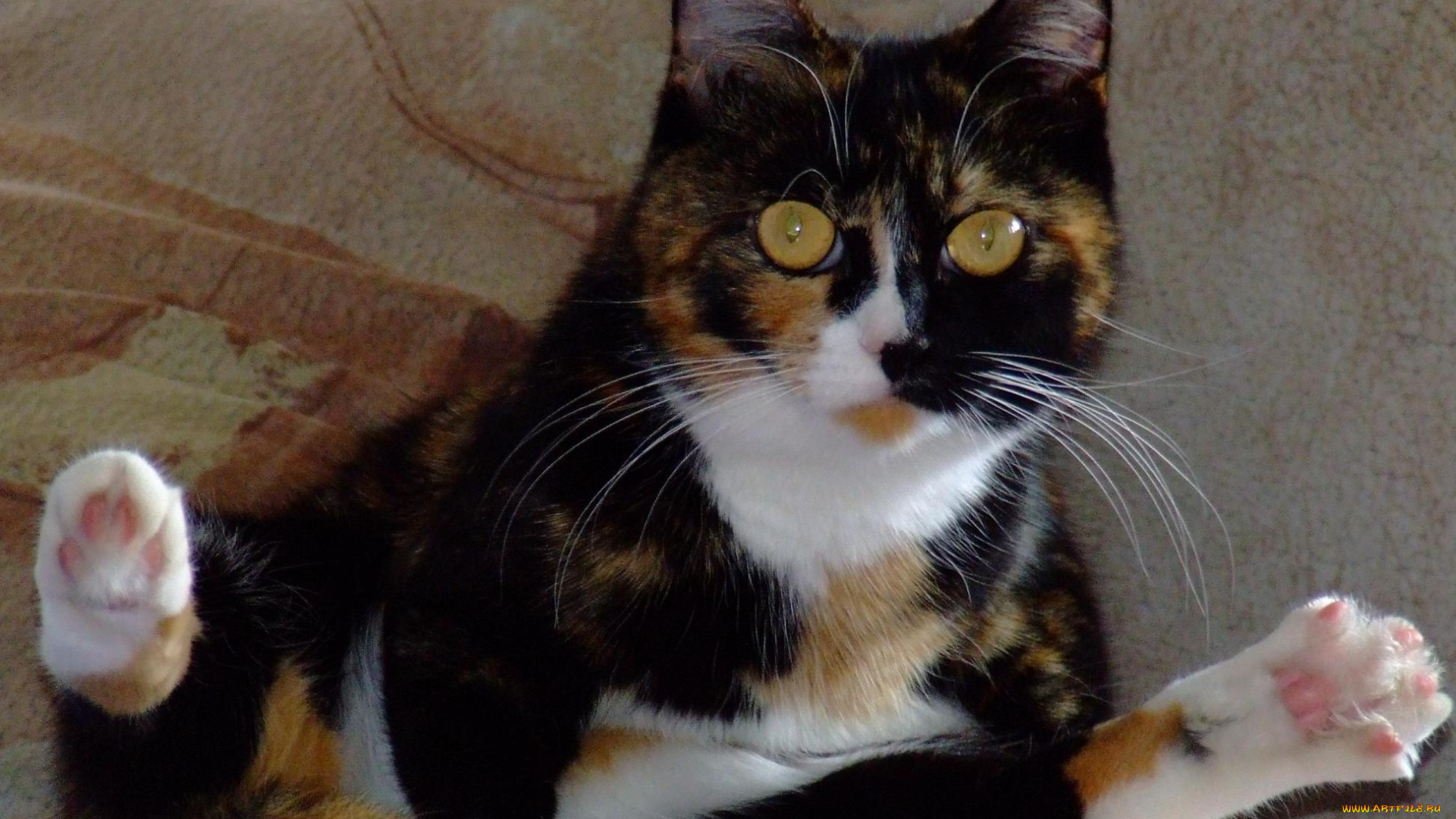 животные, коты, кровать, взгляд, трехцветная, кошка